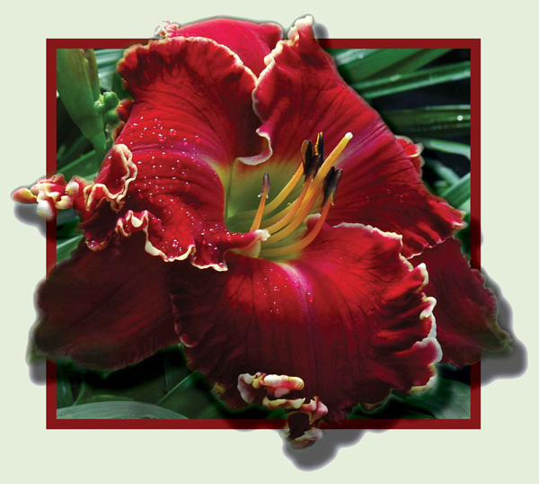 Electric Red, Daylily