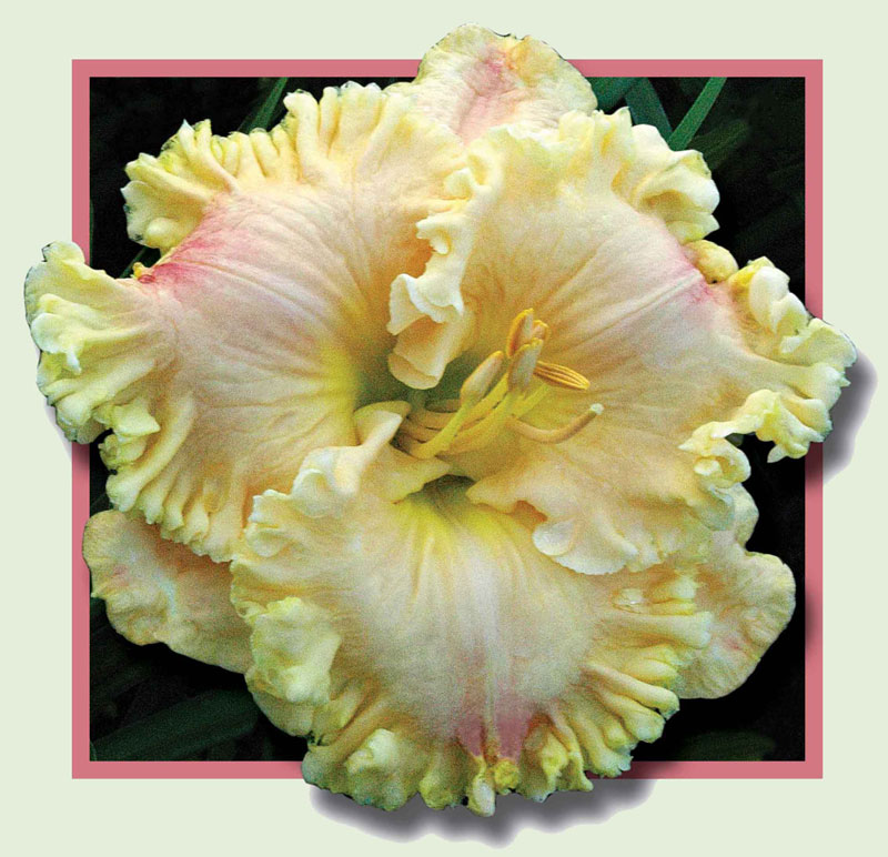 Sisters of Mercy, Daylily