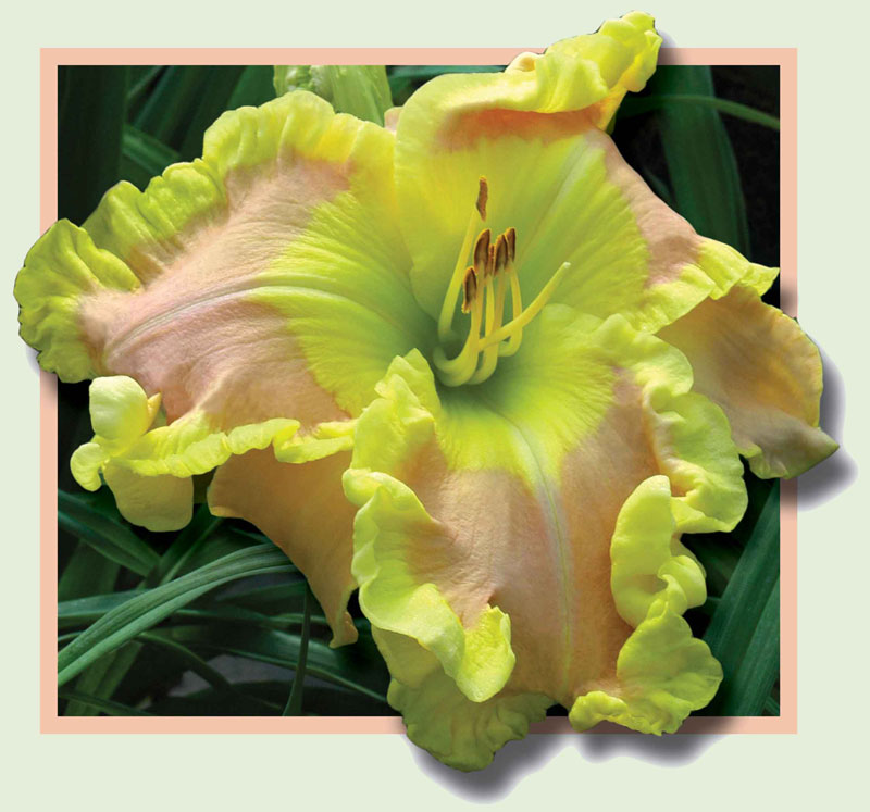 Ted's Tribute To Linda, Daylily
