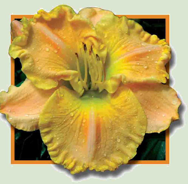 The Anointed One, Daylily