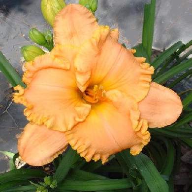 фотография цветка лилейника Tropical Daydream