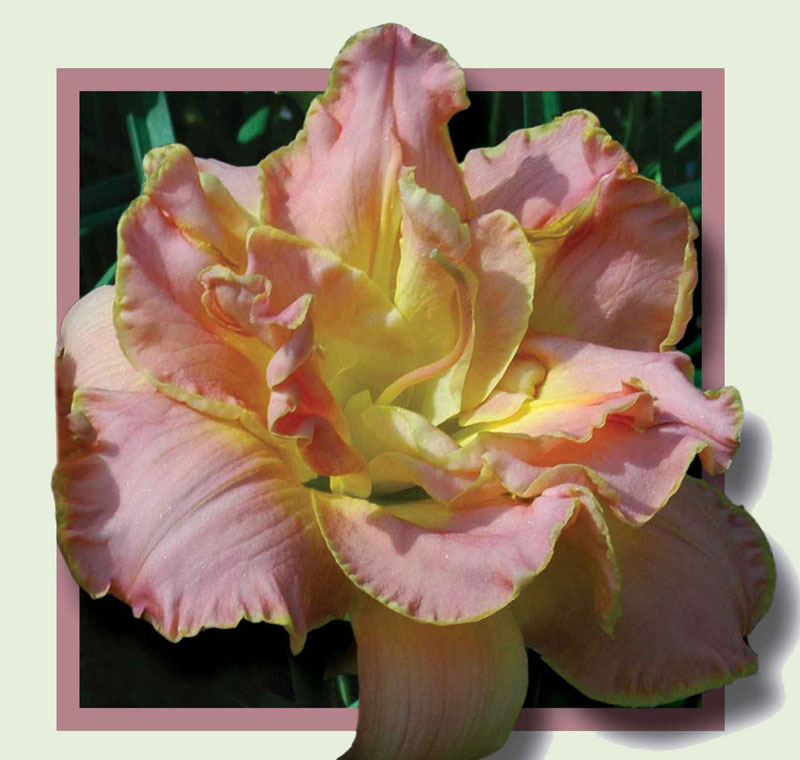 Victorian Times, Daylily