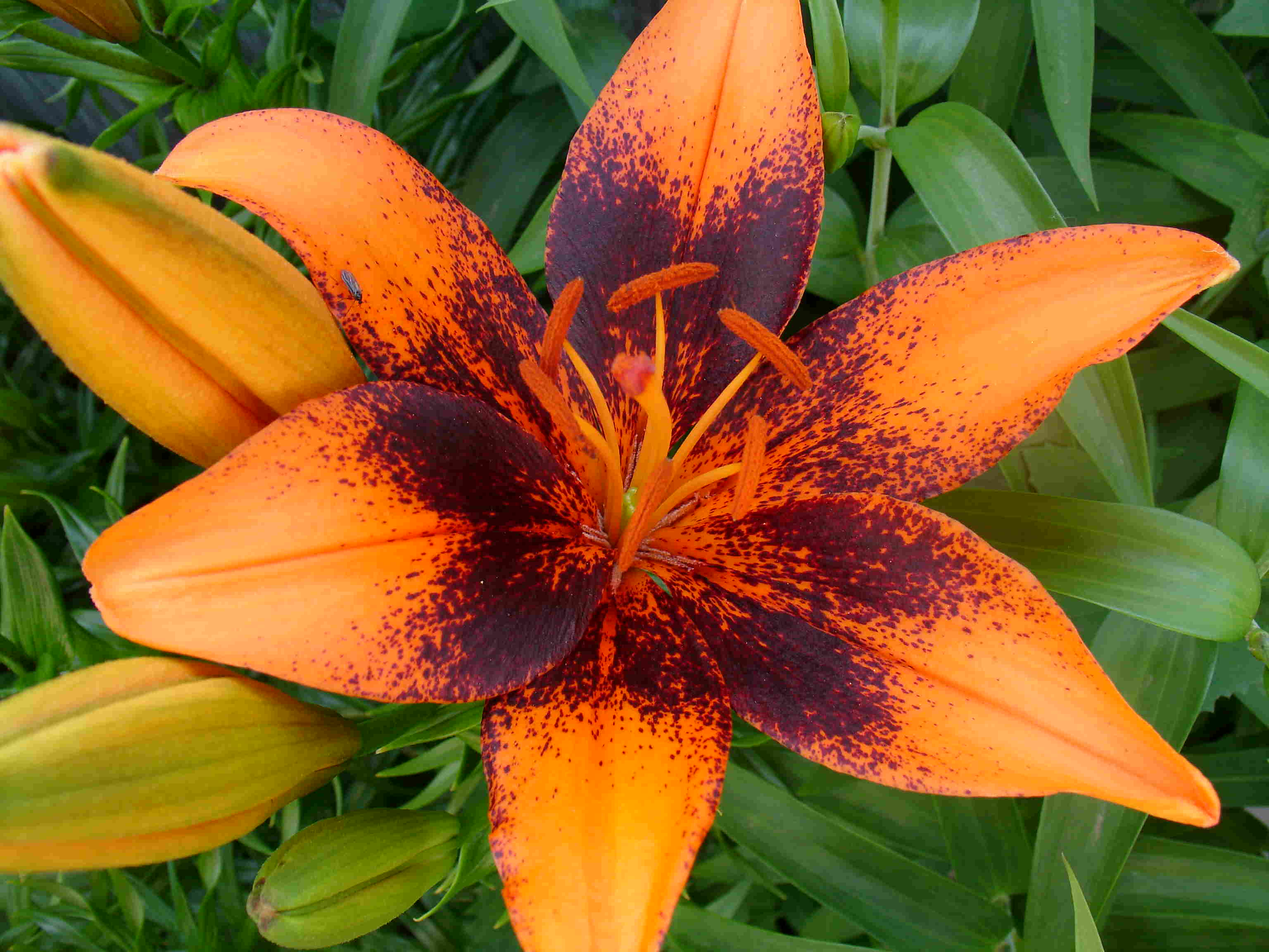 фотография цветка лилии Orange Art