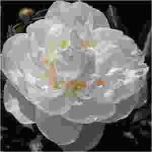 пион Gardenia