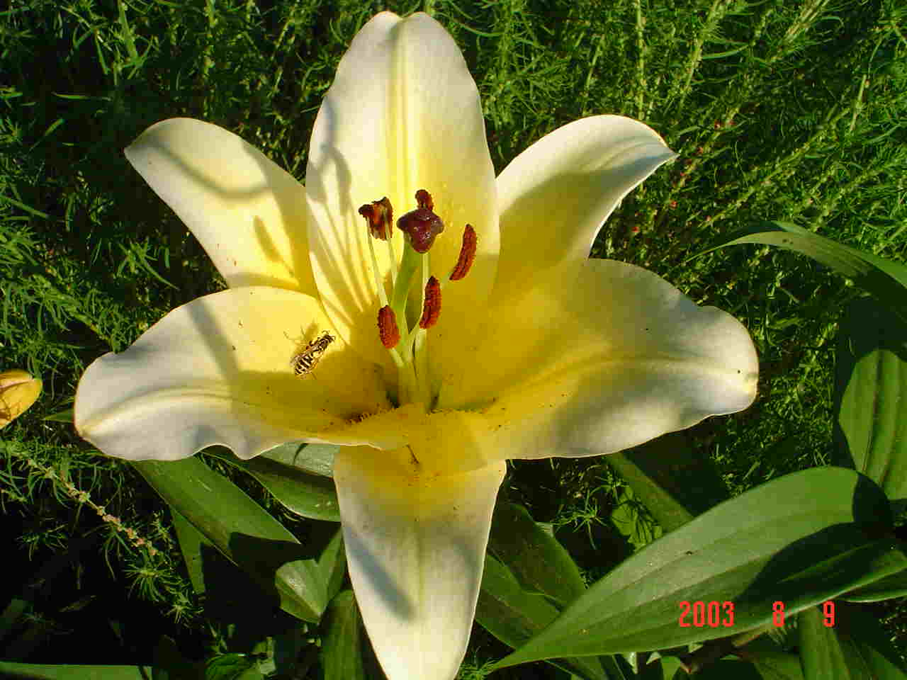 Золотая Лилия цветок
