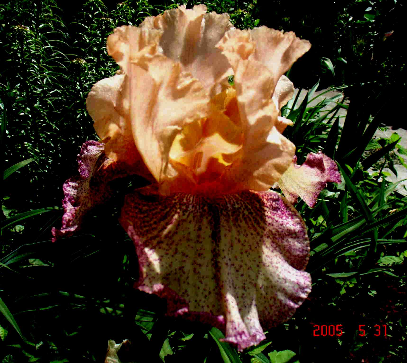 фотография цветка ириса Behind Closed Doors