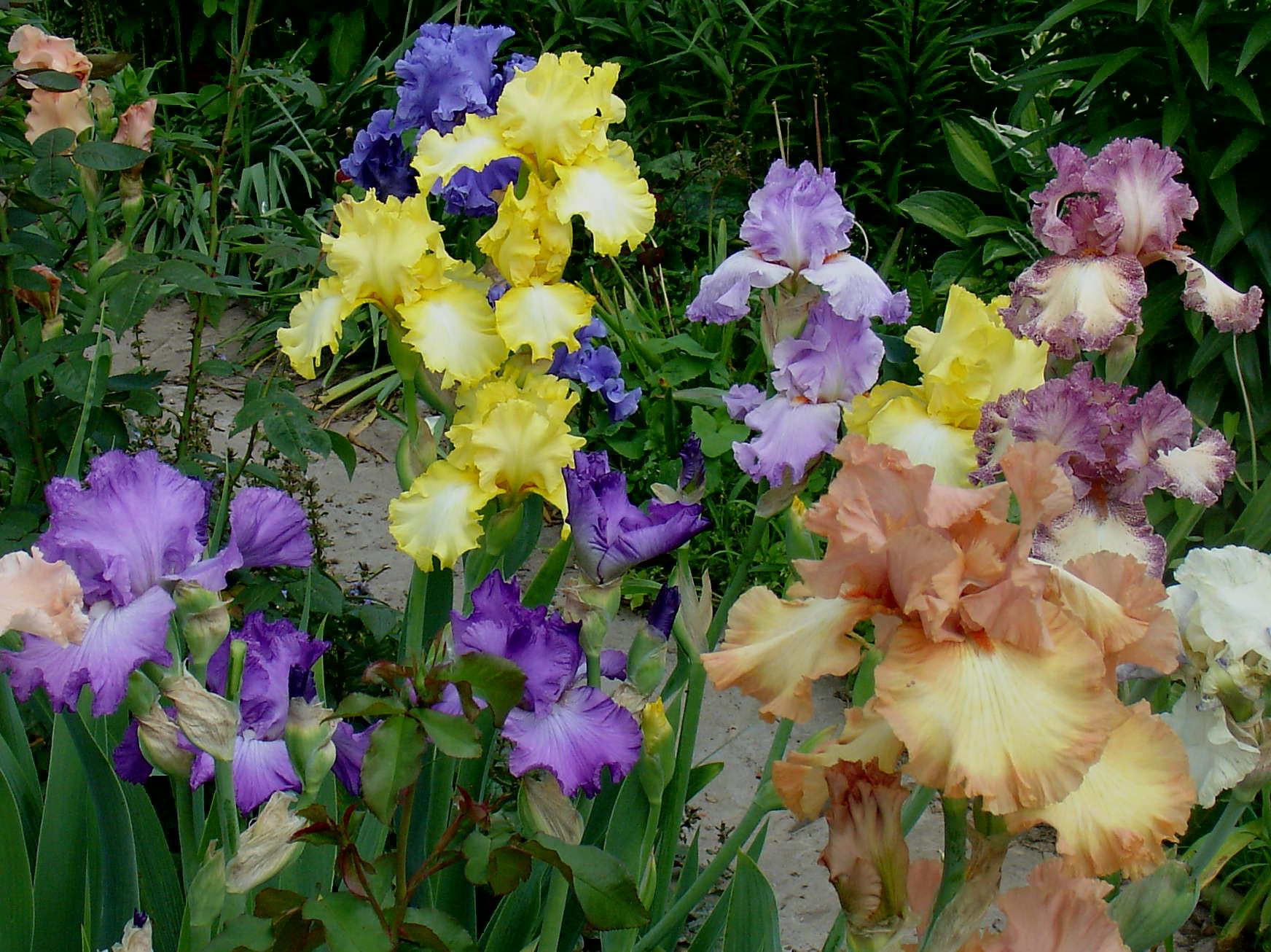 фотография N 03060/1 цветка ириса ______ в саду