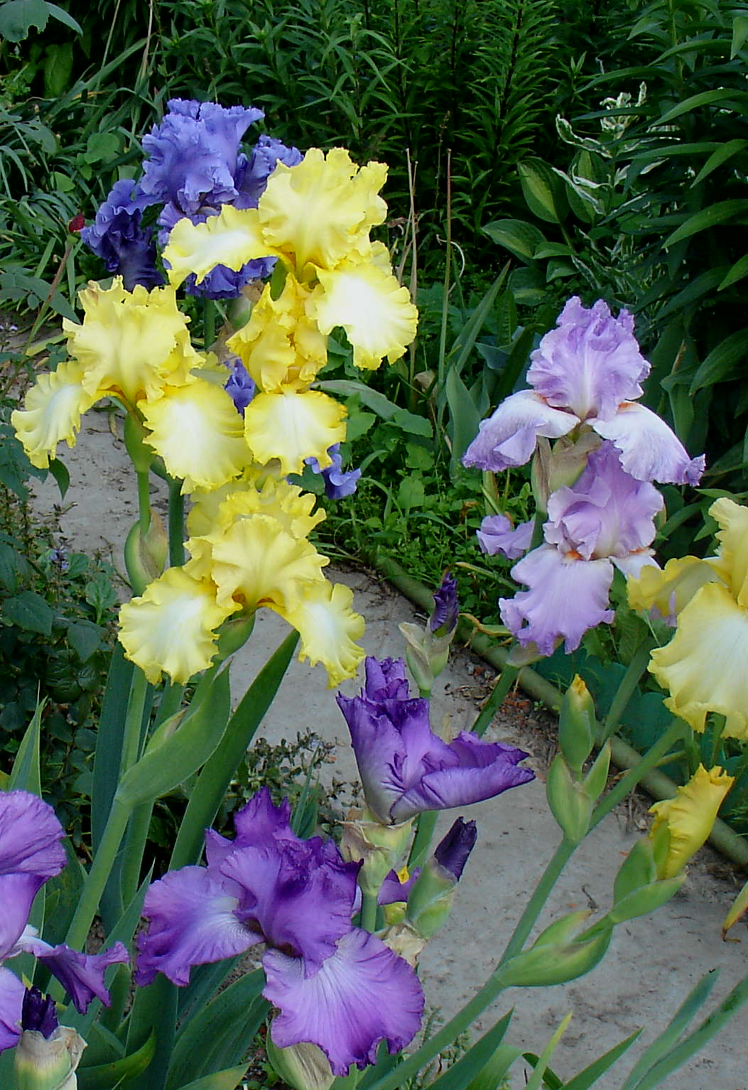 фотография N 03196/1 цветов ирисов в саду