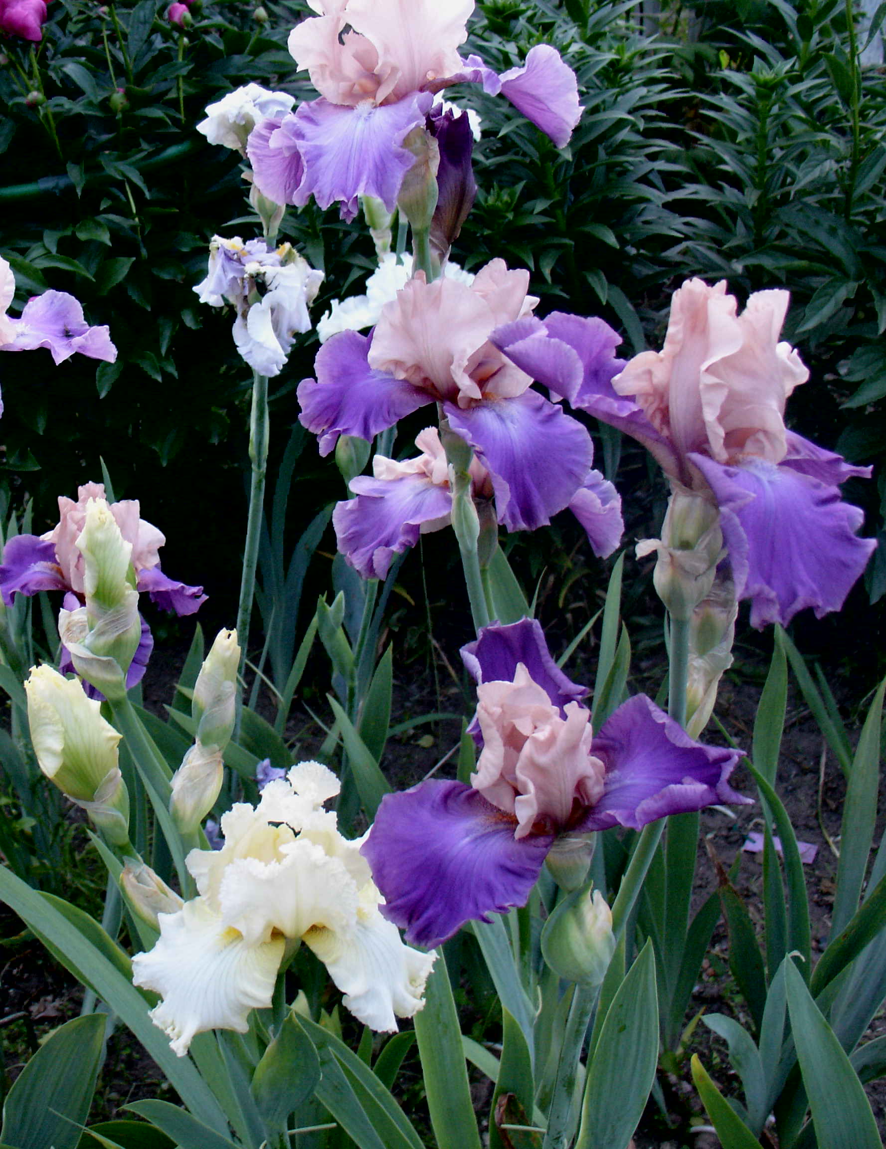 фотография N 03120/1 цветов ирисов в саду