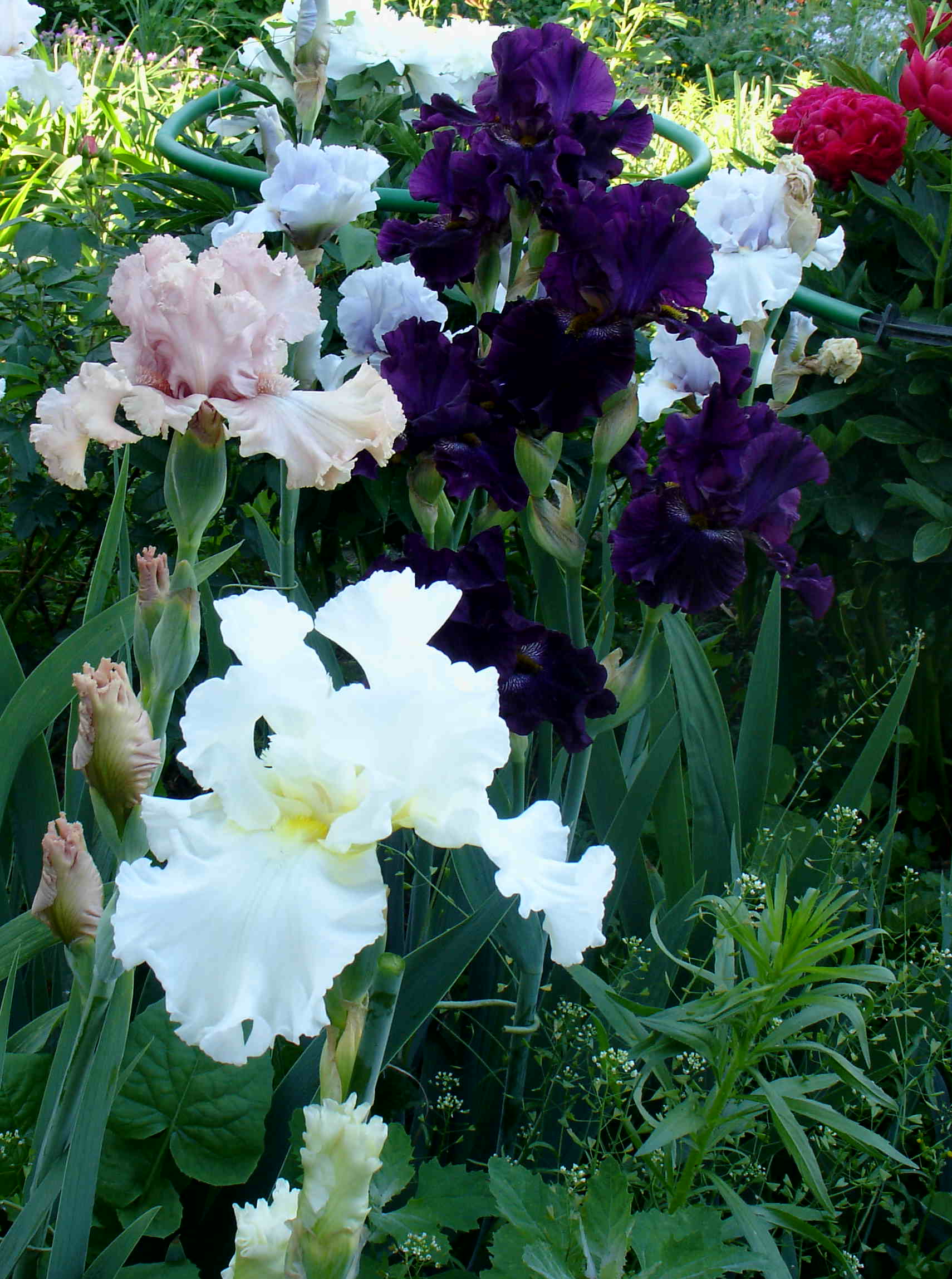 фотография N 03097/1 цветов ирисов в саду