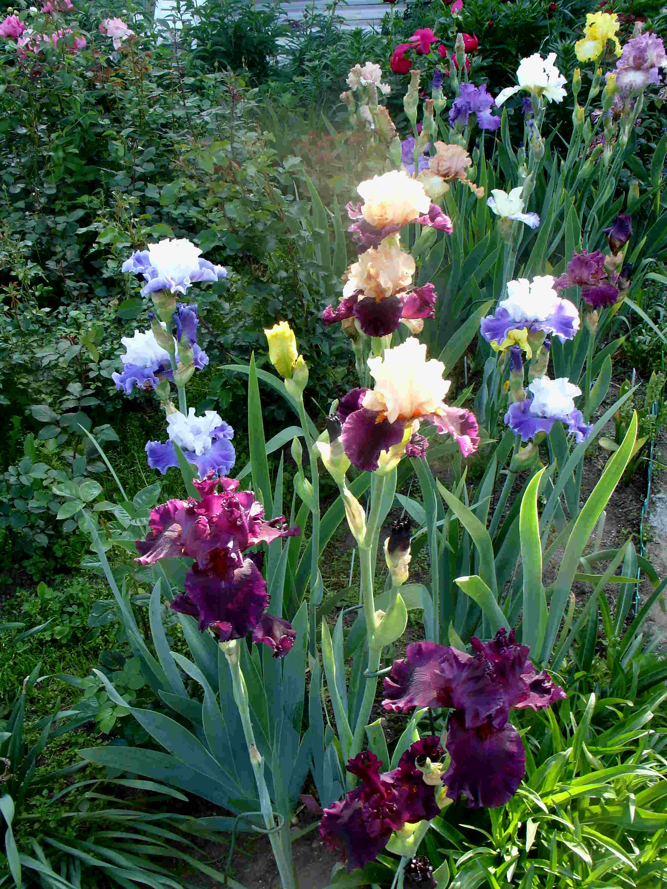 фотография N 03043 цветов ирисов в саду