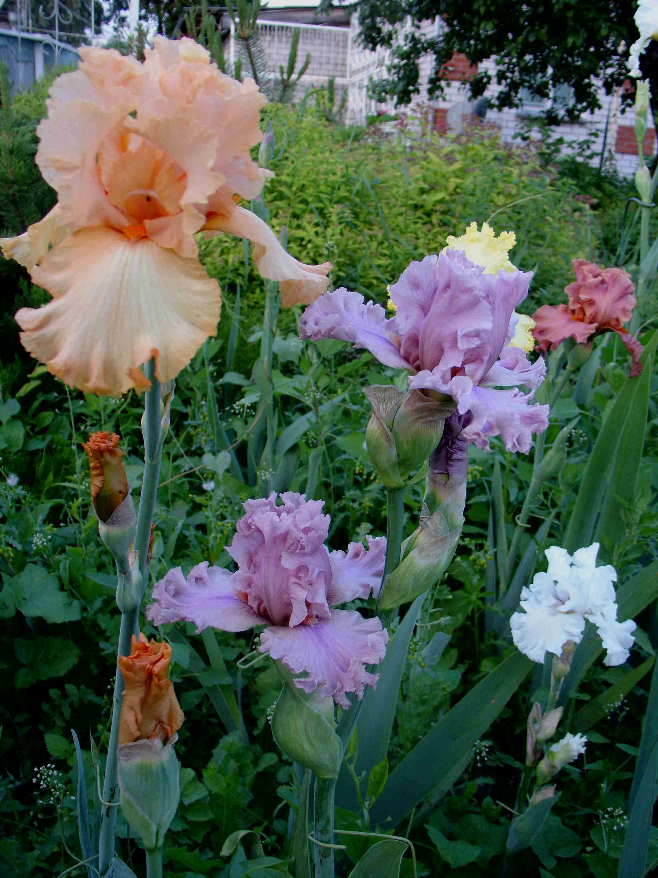 фотография N 02966 цветов ирисов в саду
