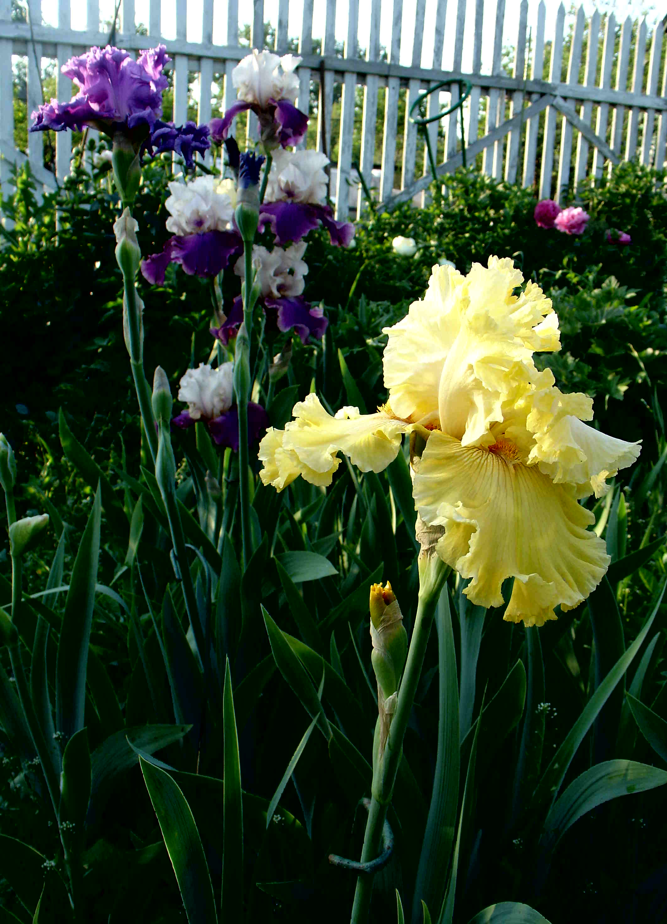 фотография N 02879 цветов ирисов в саду