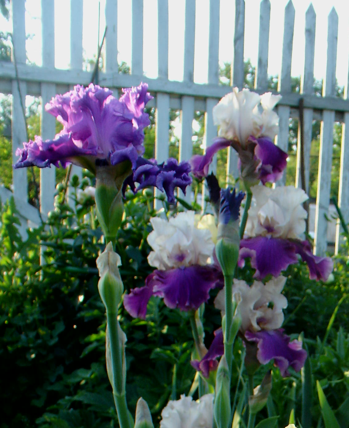 фотография N 02879/1 цветов ирисов в саду