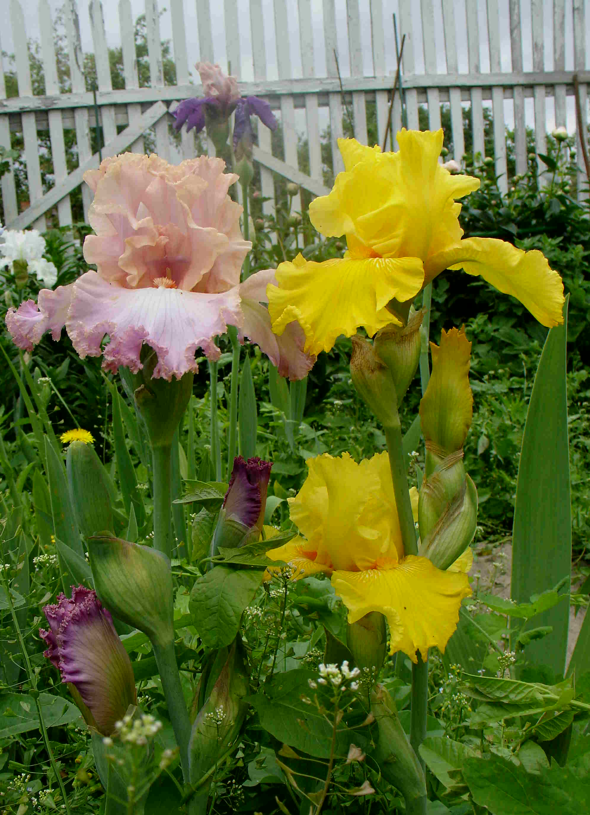 фотография N 02896 цветов ирисов в саду