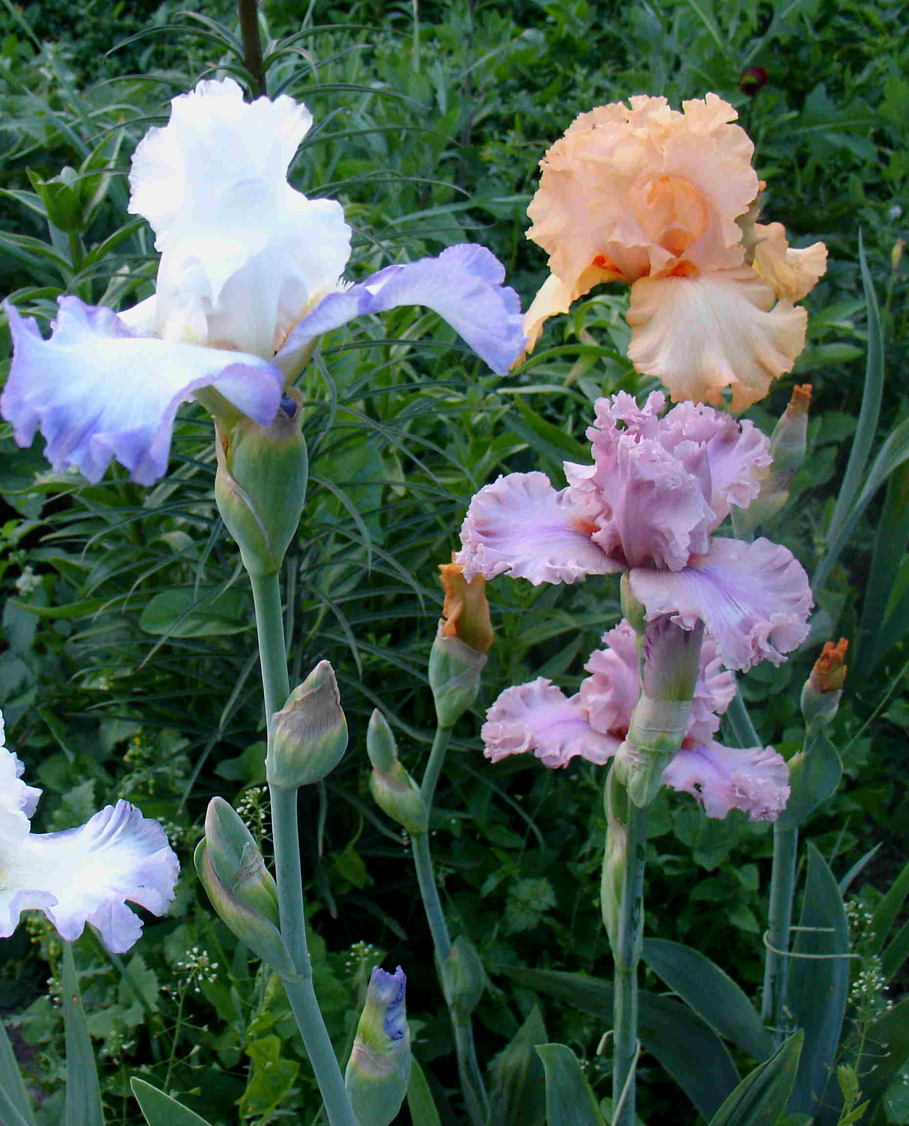 фотография N 02973/2 цветов ирисов в саду