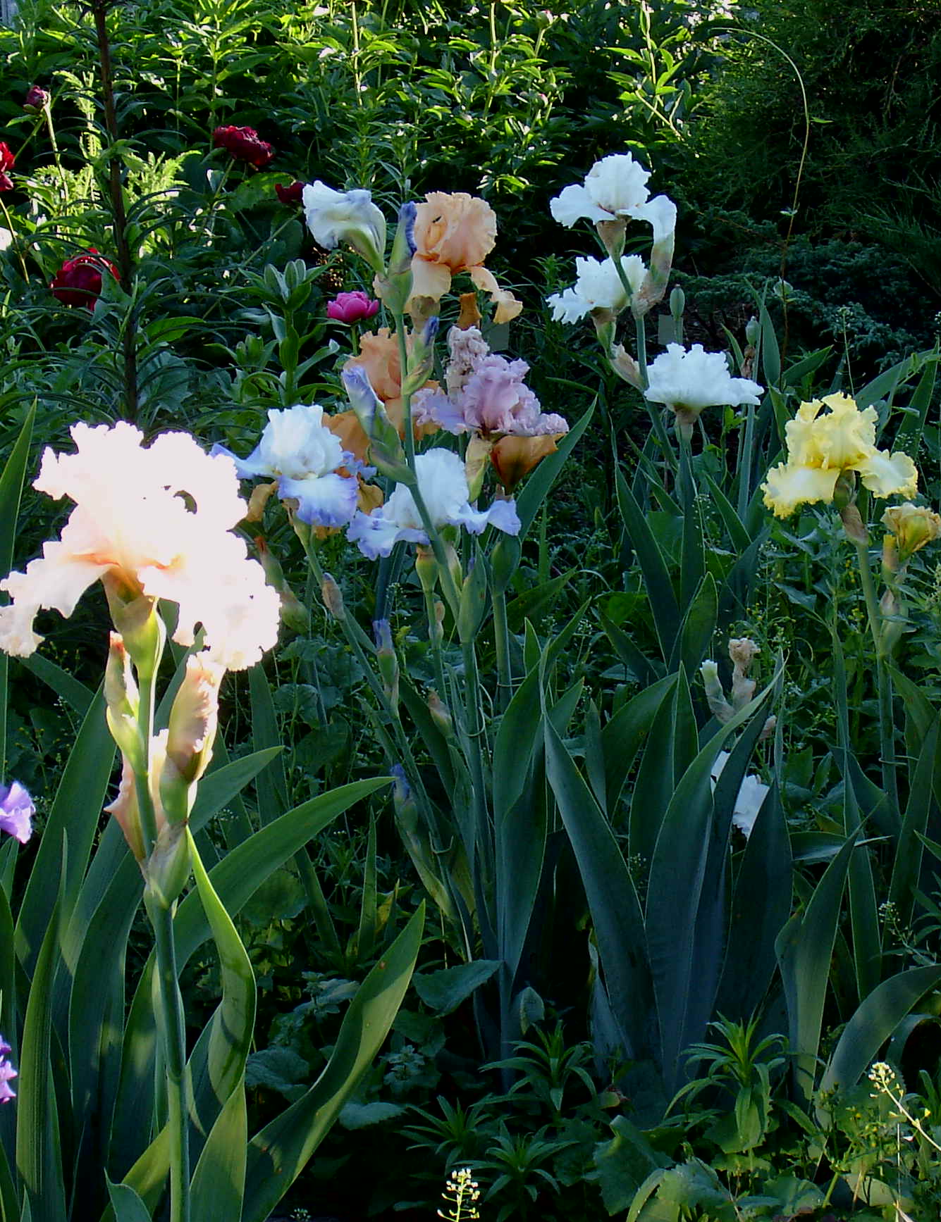 фотография N 03060/2 цветов ирисов в саду
