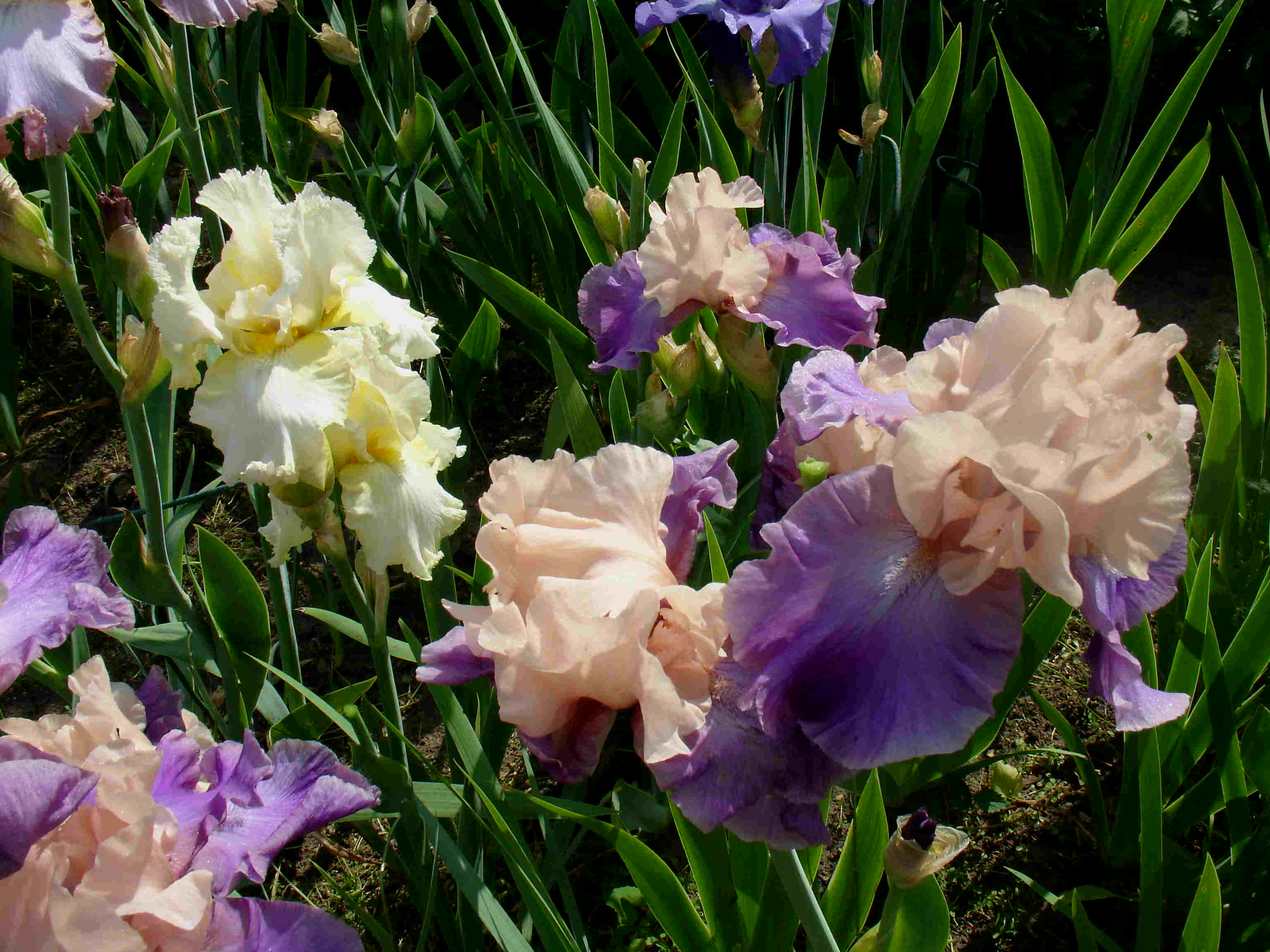 фотография N 3188 цветов ирисов в саду