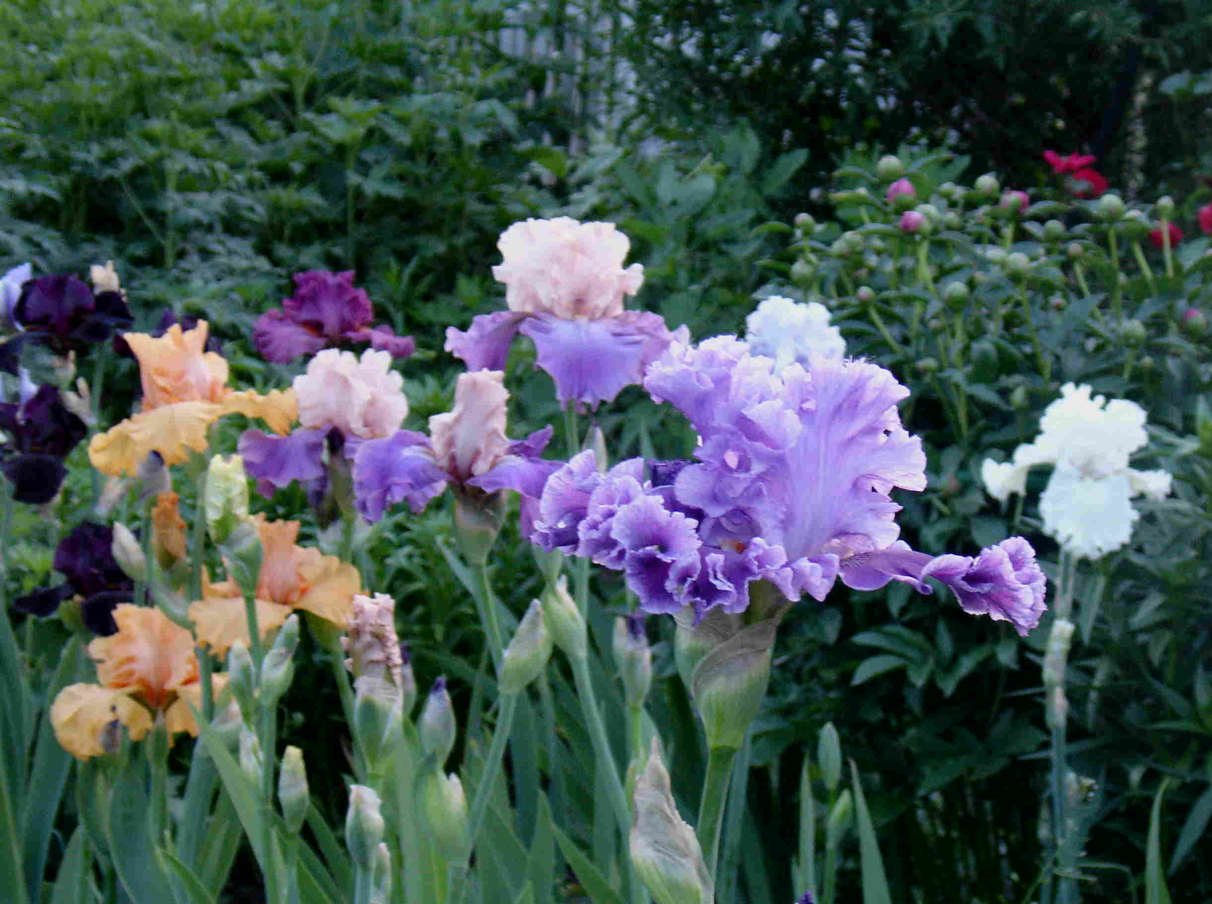 фотография N 02974 цветов ирисов в саду
