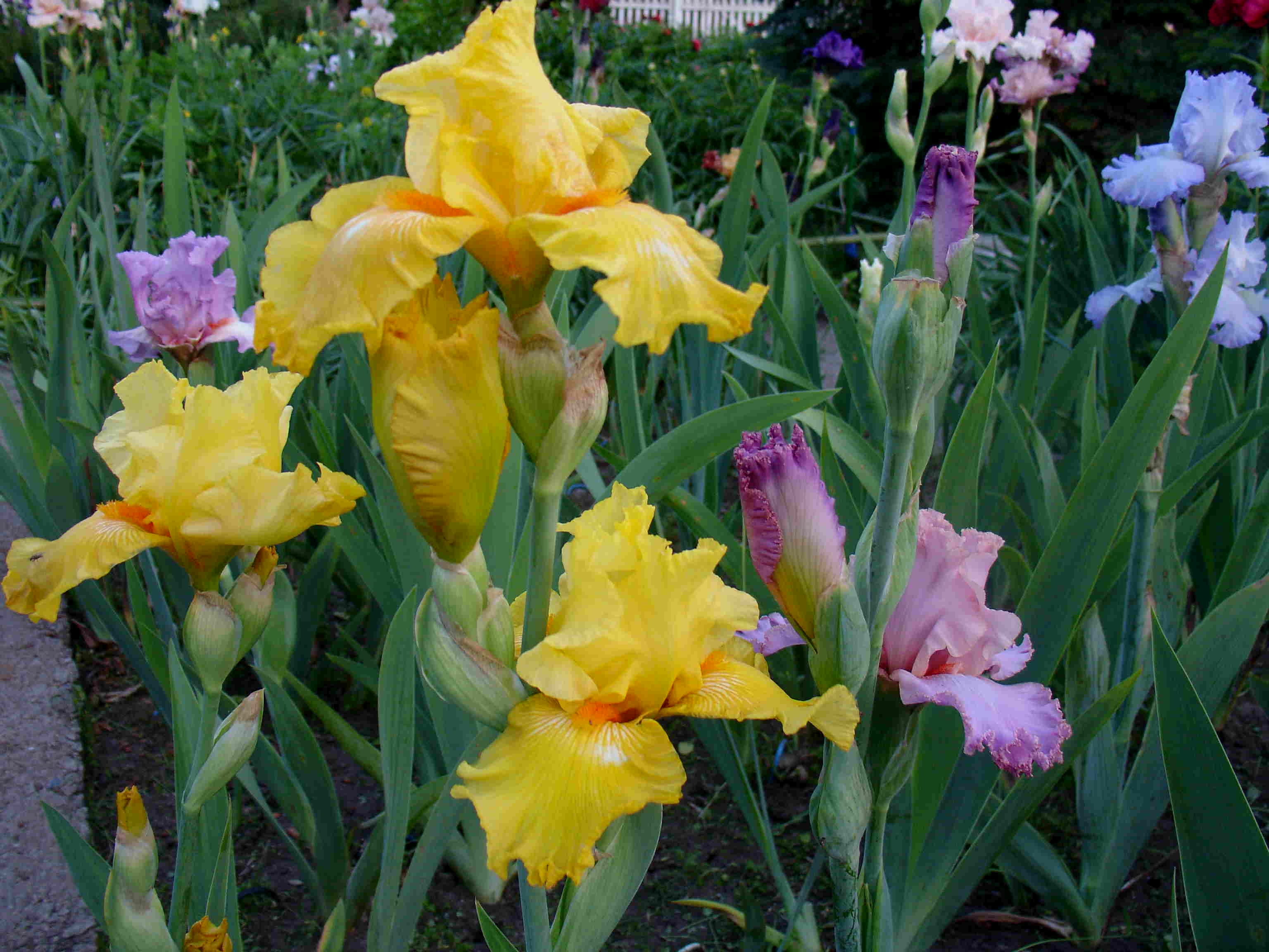 фотография N 02962 цветов ирисов в саду