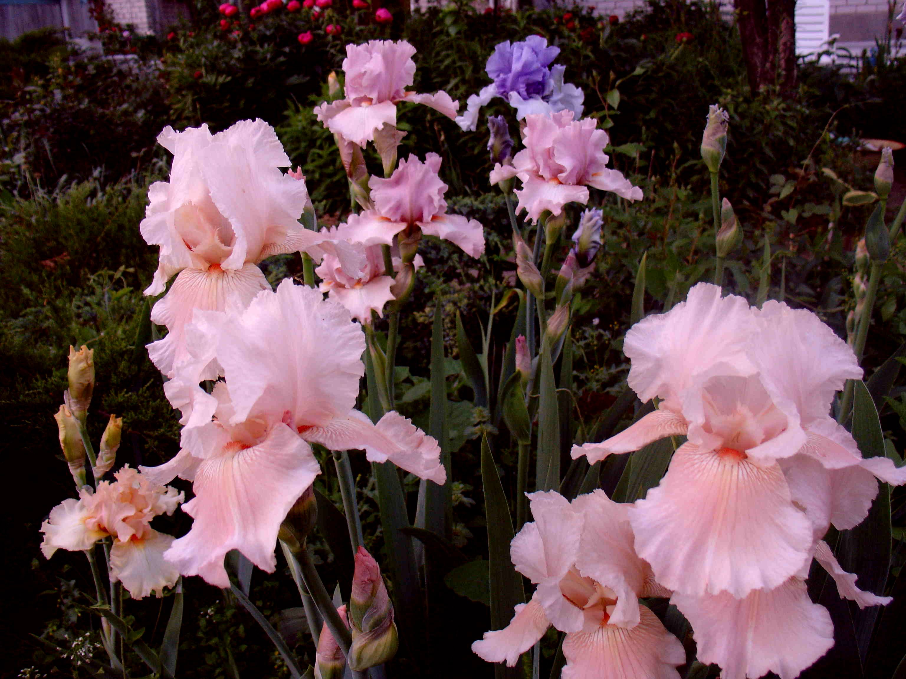 фотография N 02999 цветов ирисов в саду