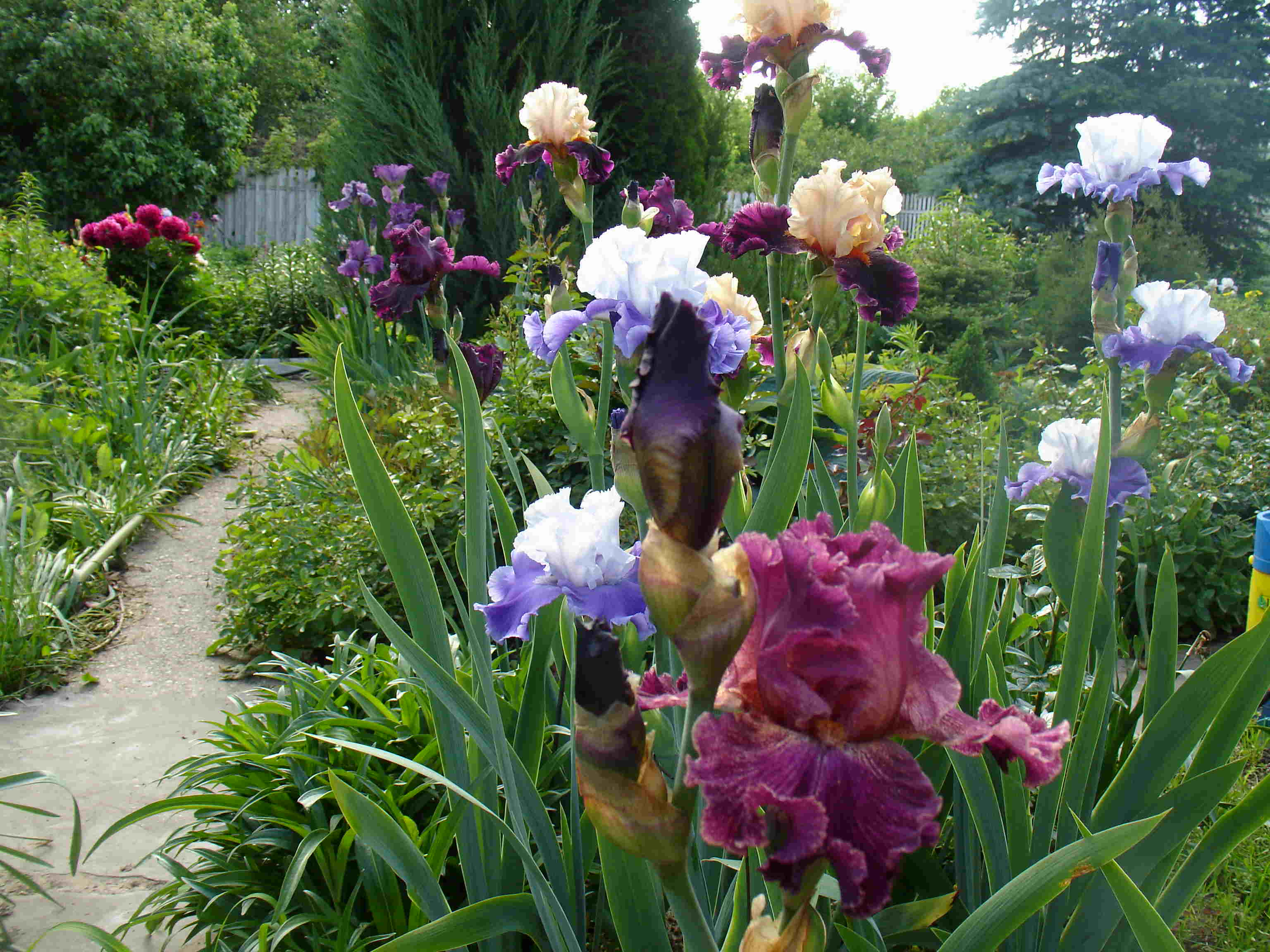фотография N 03030 цветов ирисов в саду