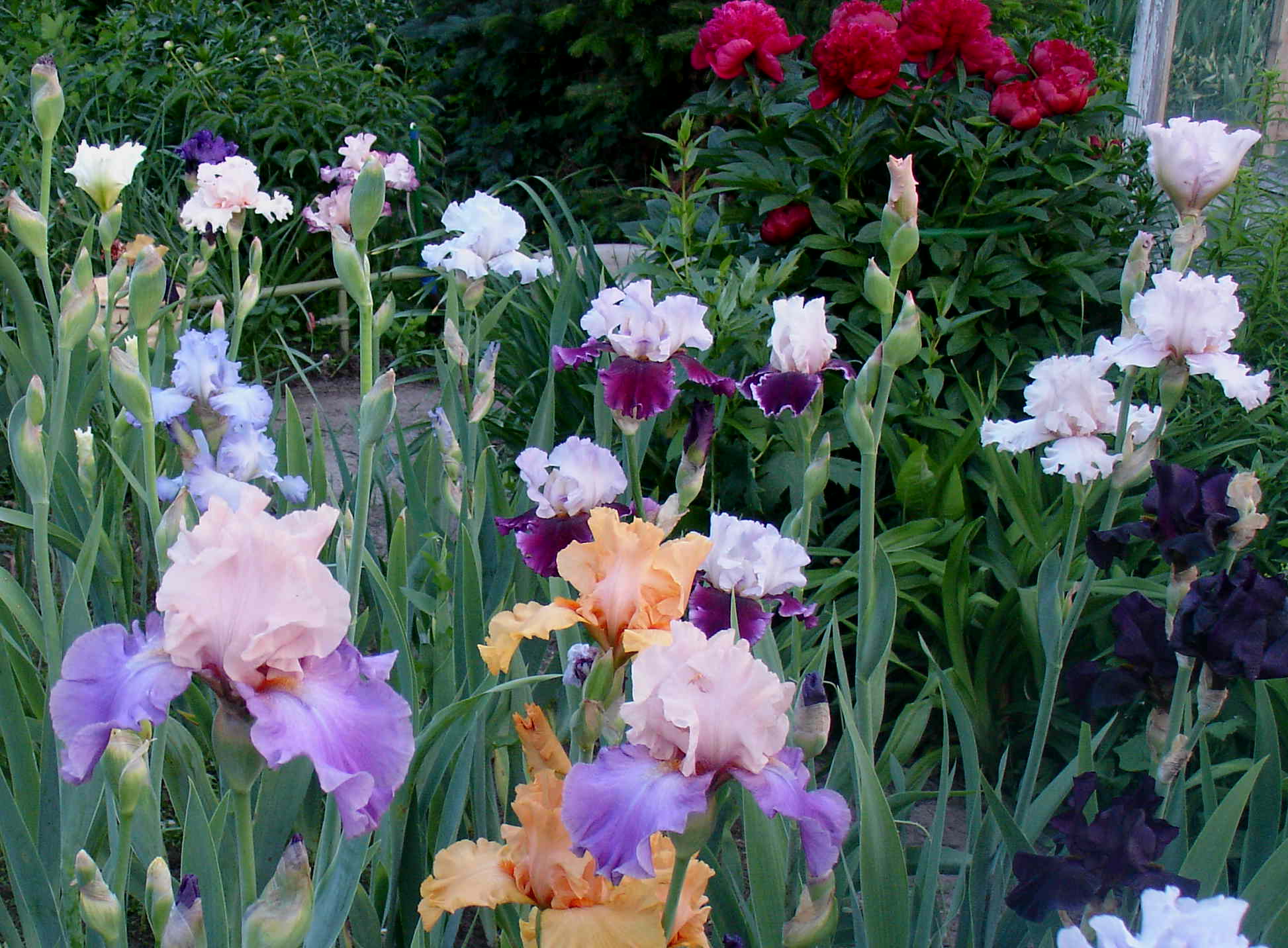 фотография N 02975 цветов ирисов в саду