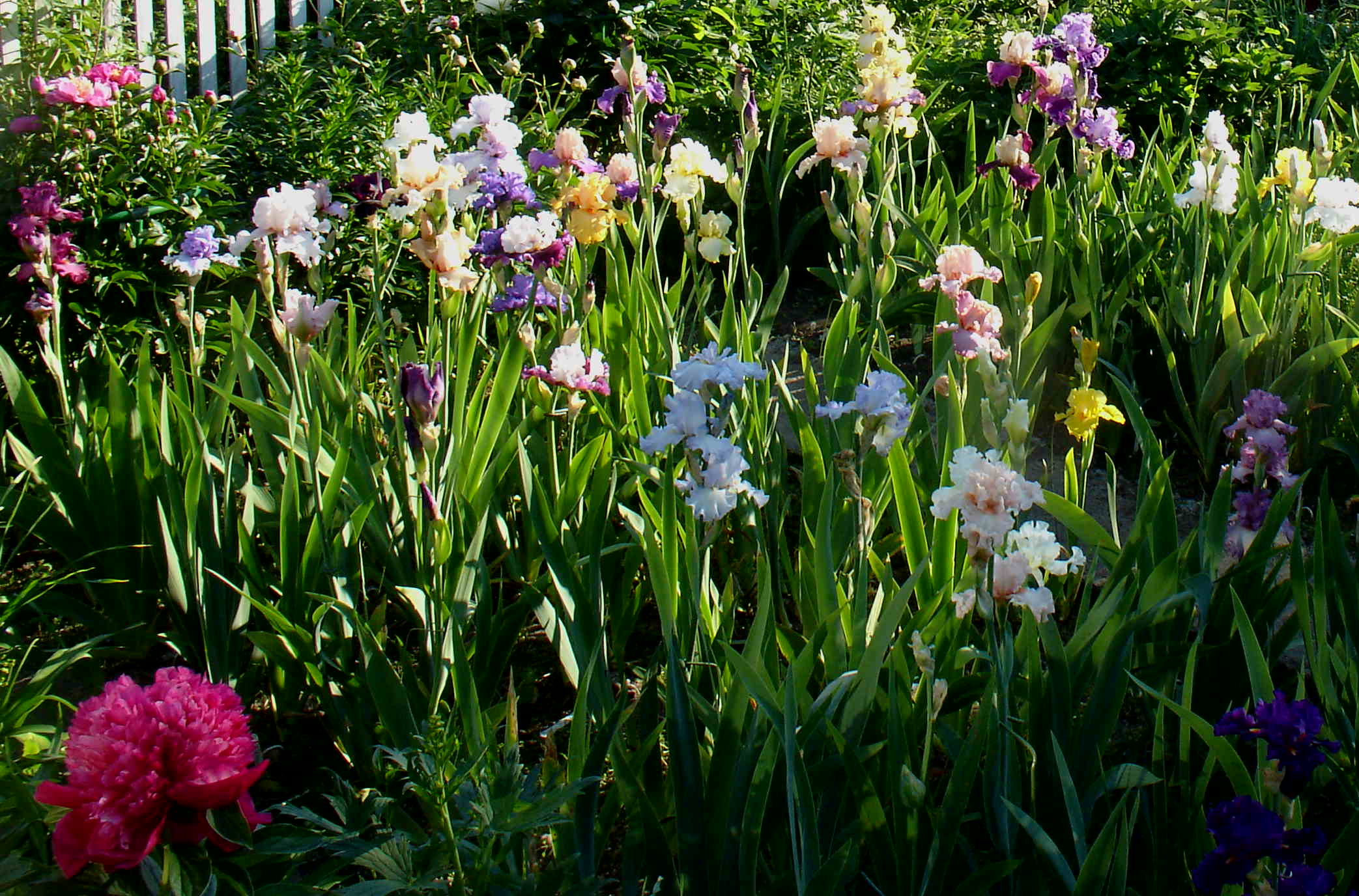 фотография N 03091 цветов ирисов в саду