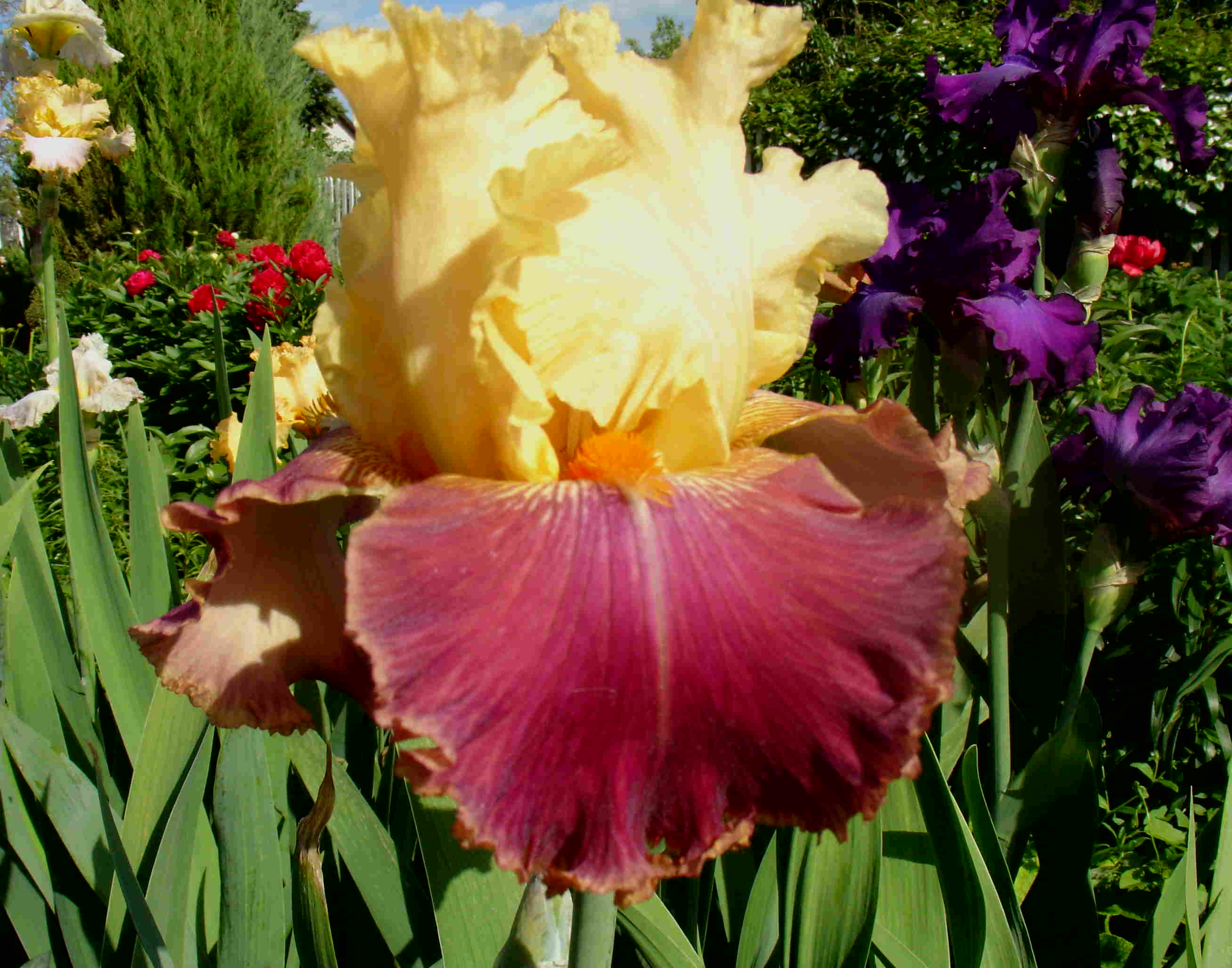 фотография N 03024 цветов ирисов в саду