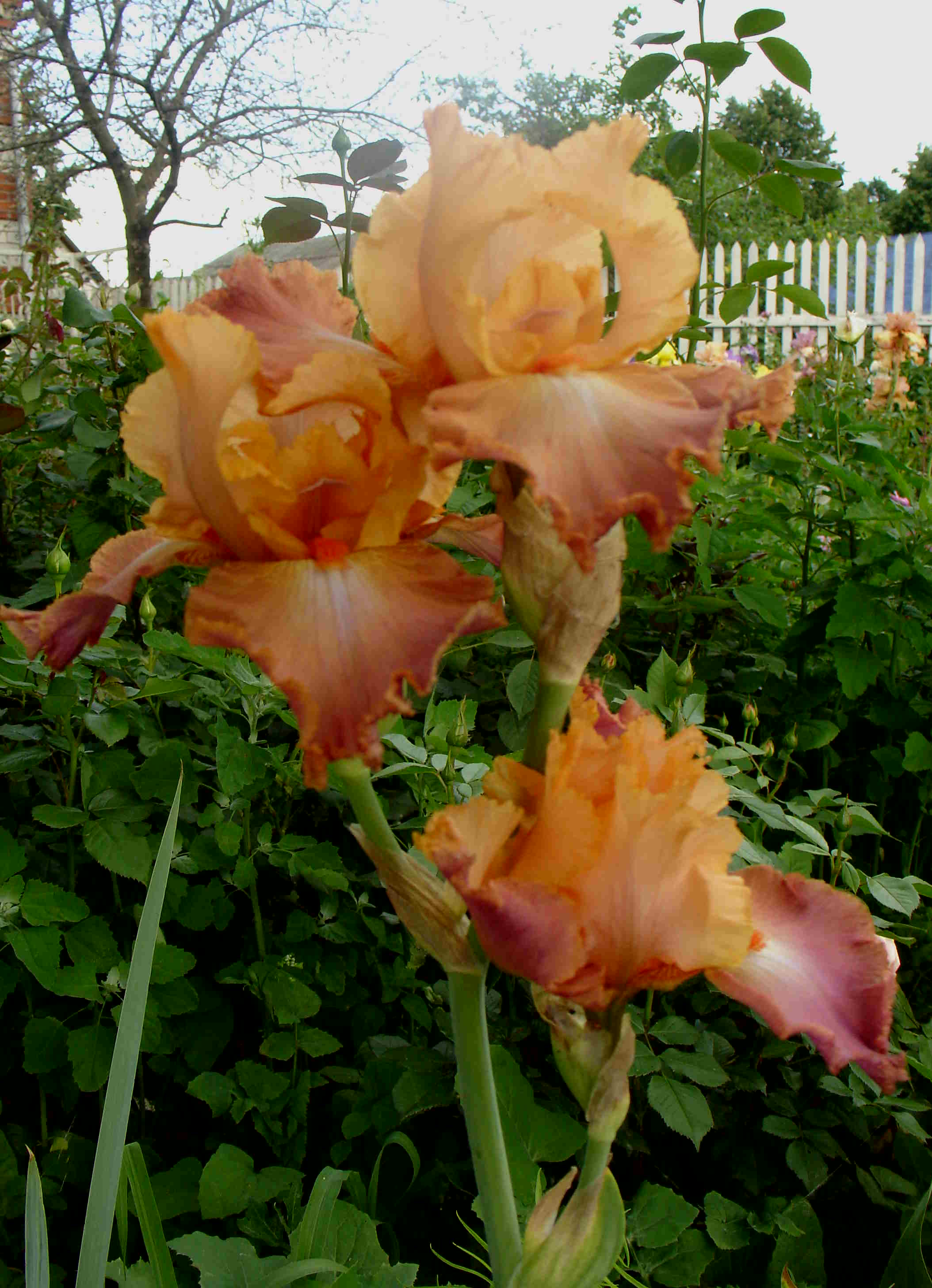 фотография N 03159 цветов ирисов в саду
