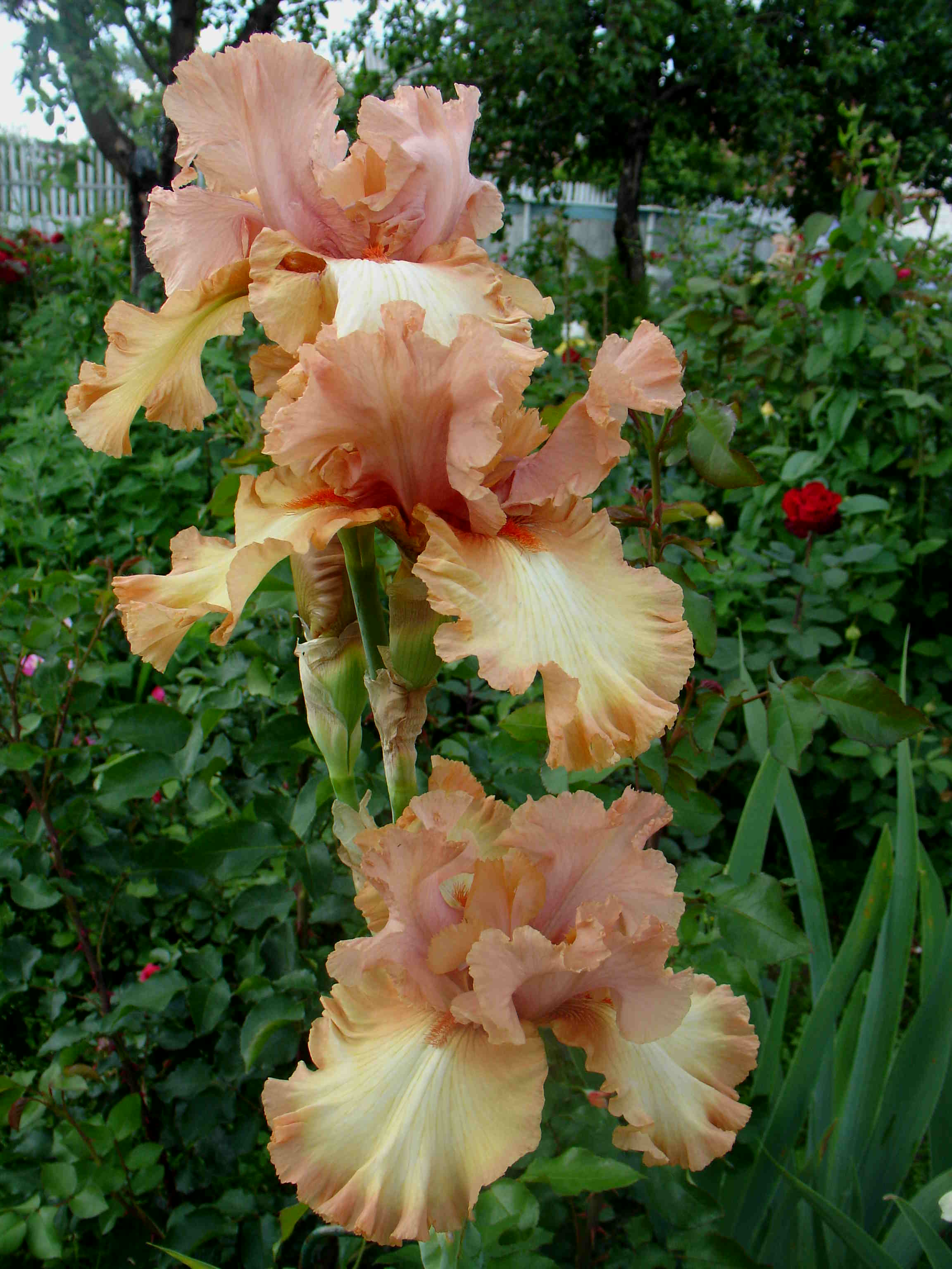 фотография N 03164 цветов ирисов в саду