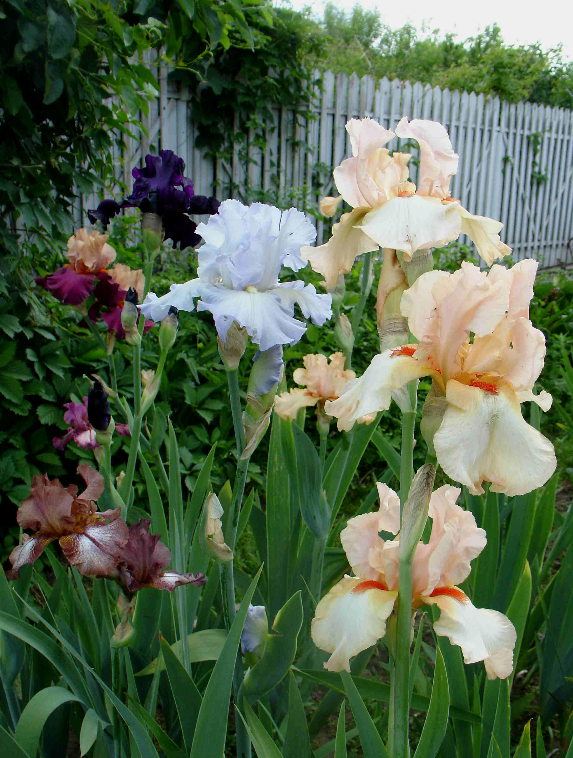 фотография N 03168 цветов ирисов в саду