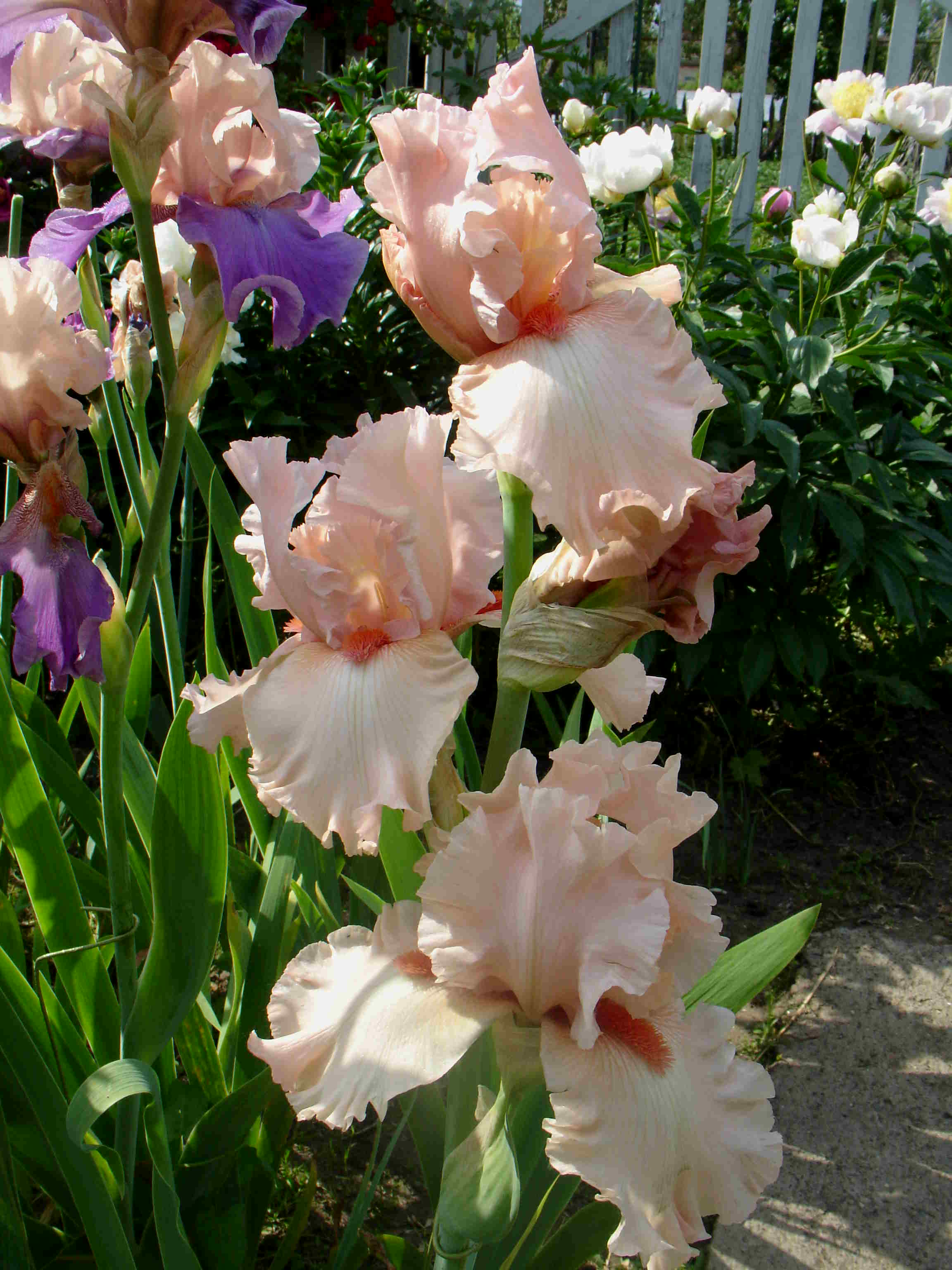 фотография N 03185 цветов ирисов в саду
