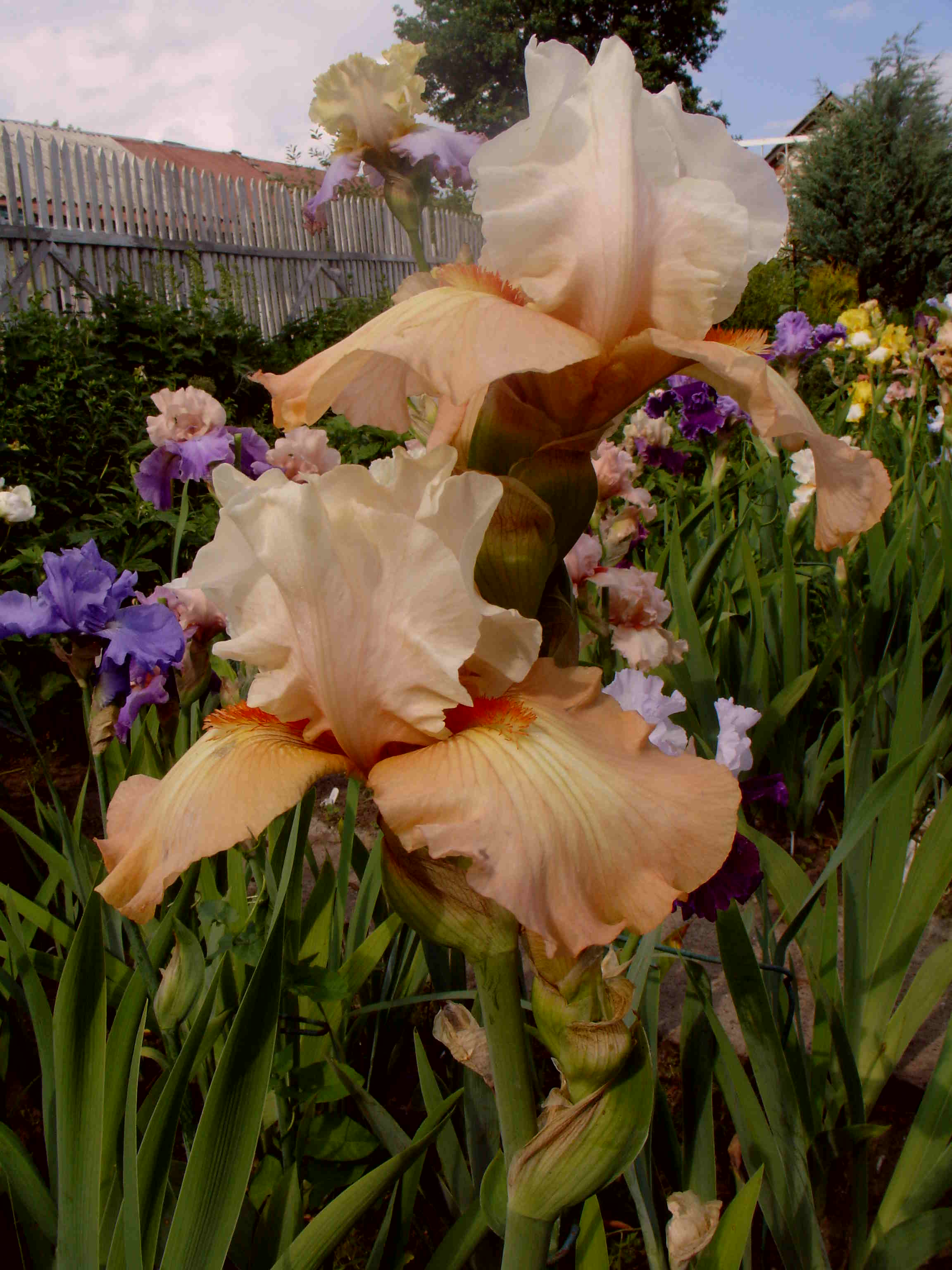 фотография N 03191 цветов ирисов в саду