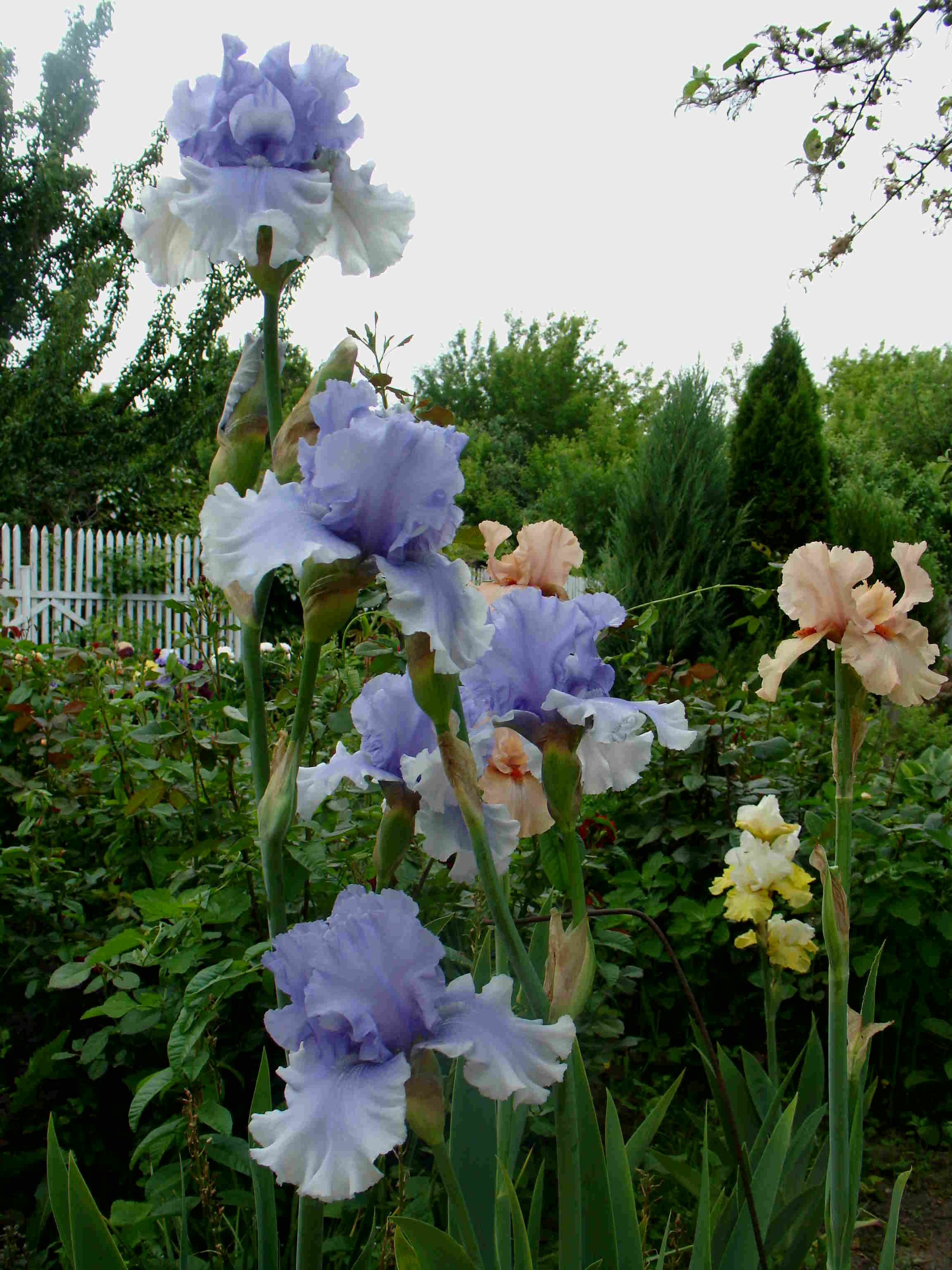 фотография N 03154 цветов ирисов в саду