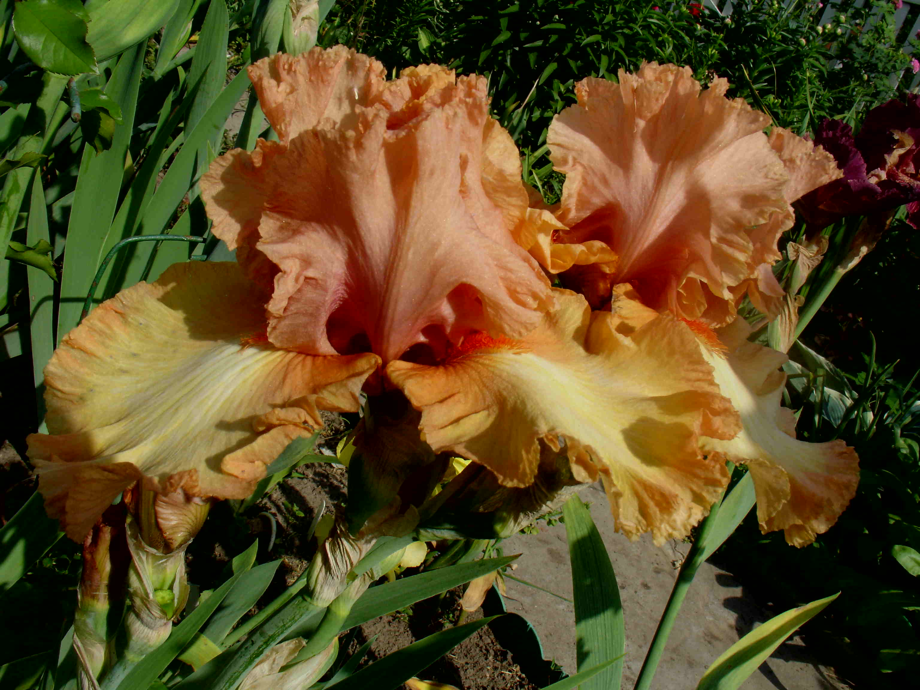фотография N 3198 цветов ирисов в саду