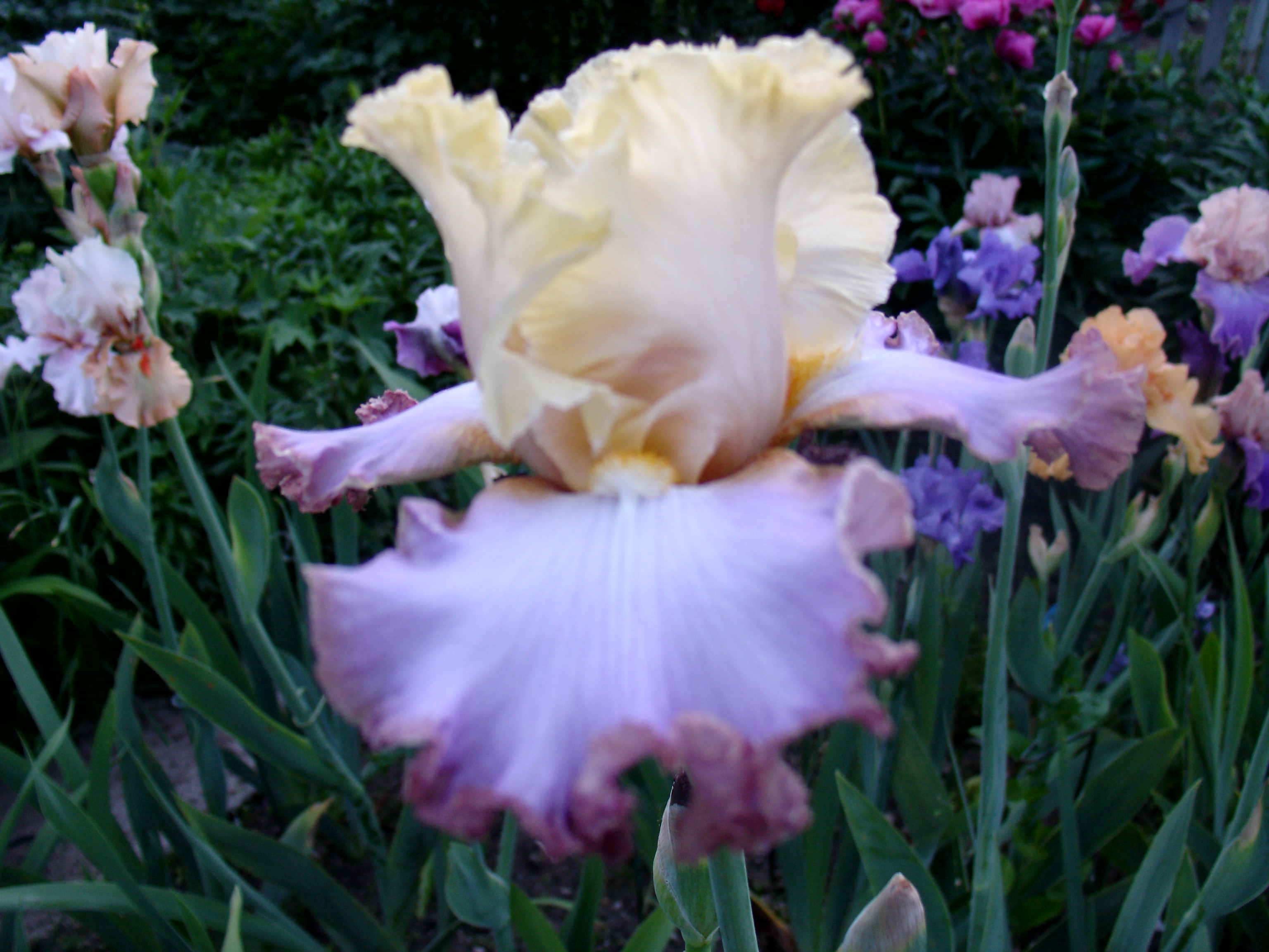 фотография N 3121 цветов ирисов в саду