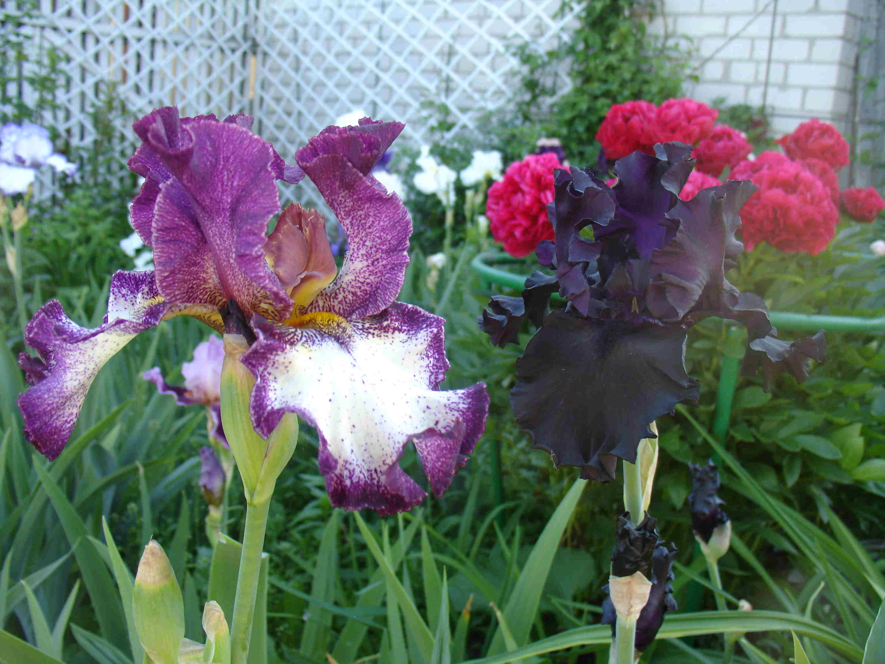 фотография N 3100 цветов ирисов в саду