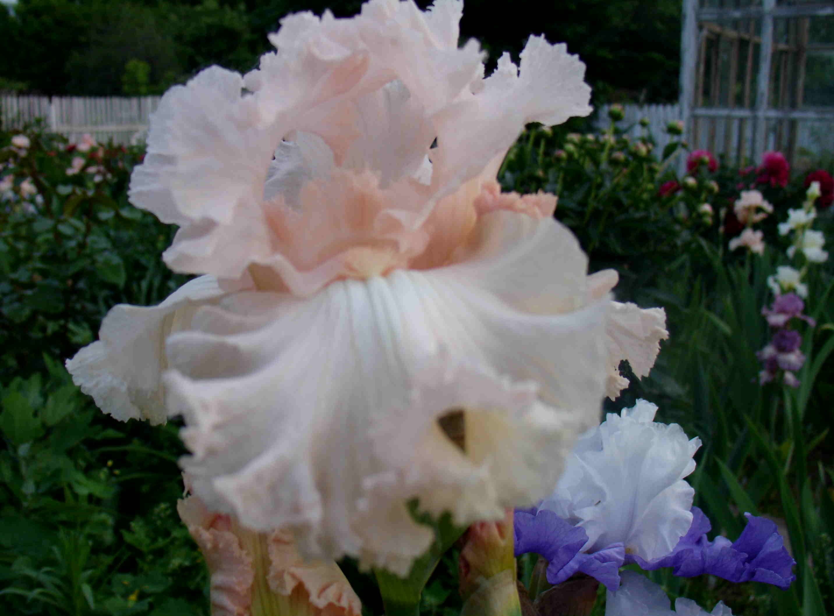 фотография N 03115 цветов ирисов в саду