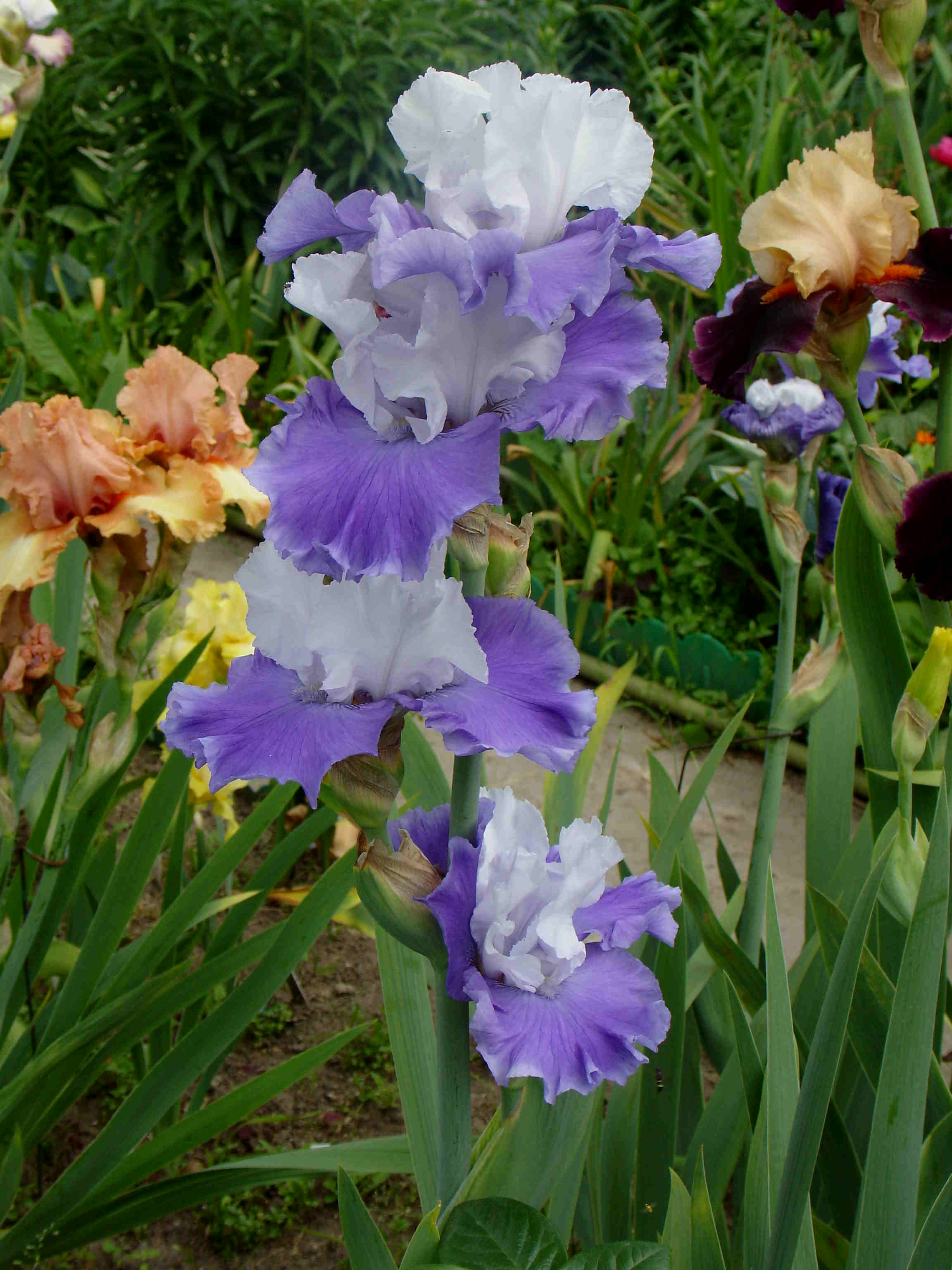 фотография N 03175 цветов ирисов в саду