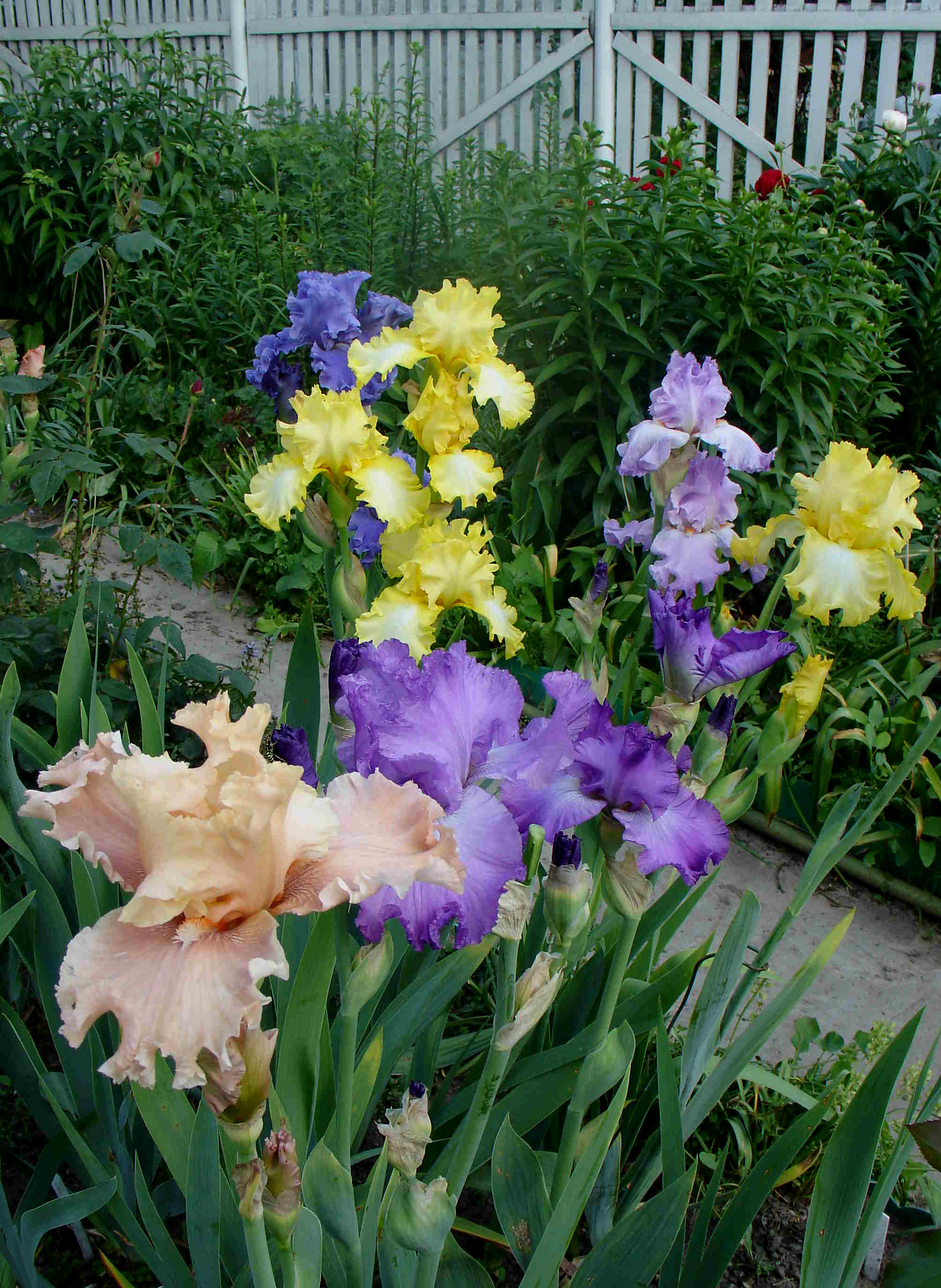 фотография N 03195 цветов ирисов в саду