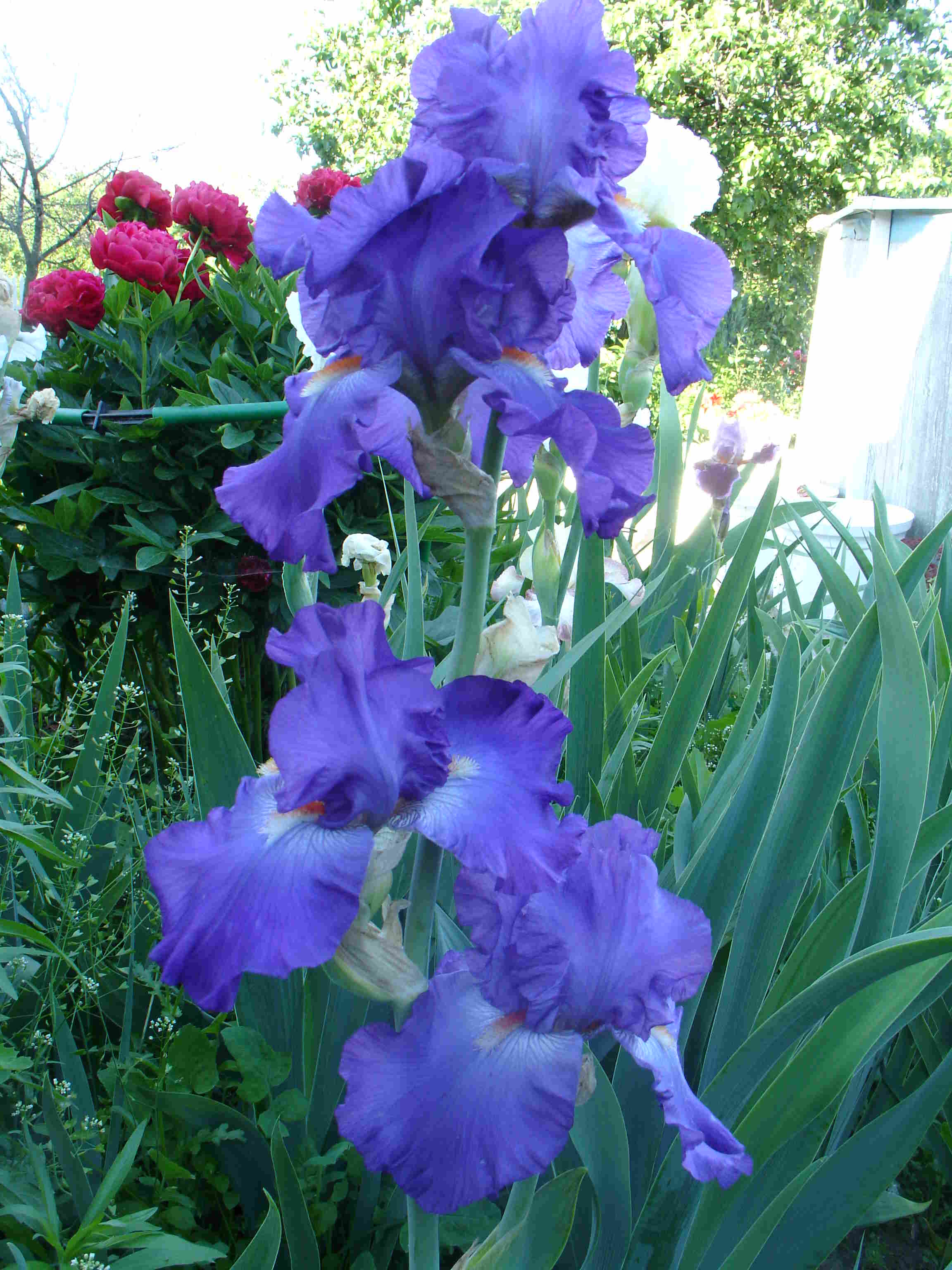 фотография N 03095 цветов ирисов в саду