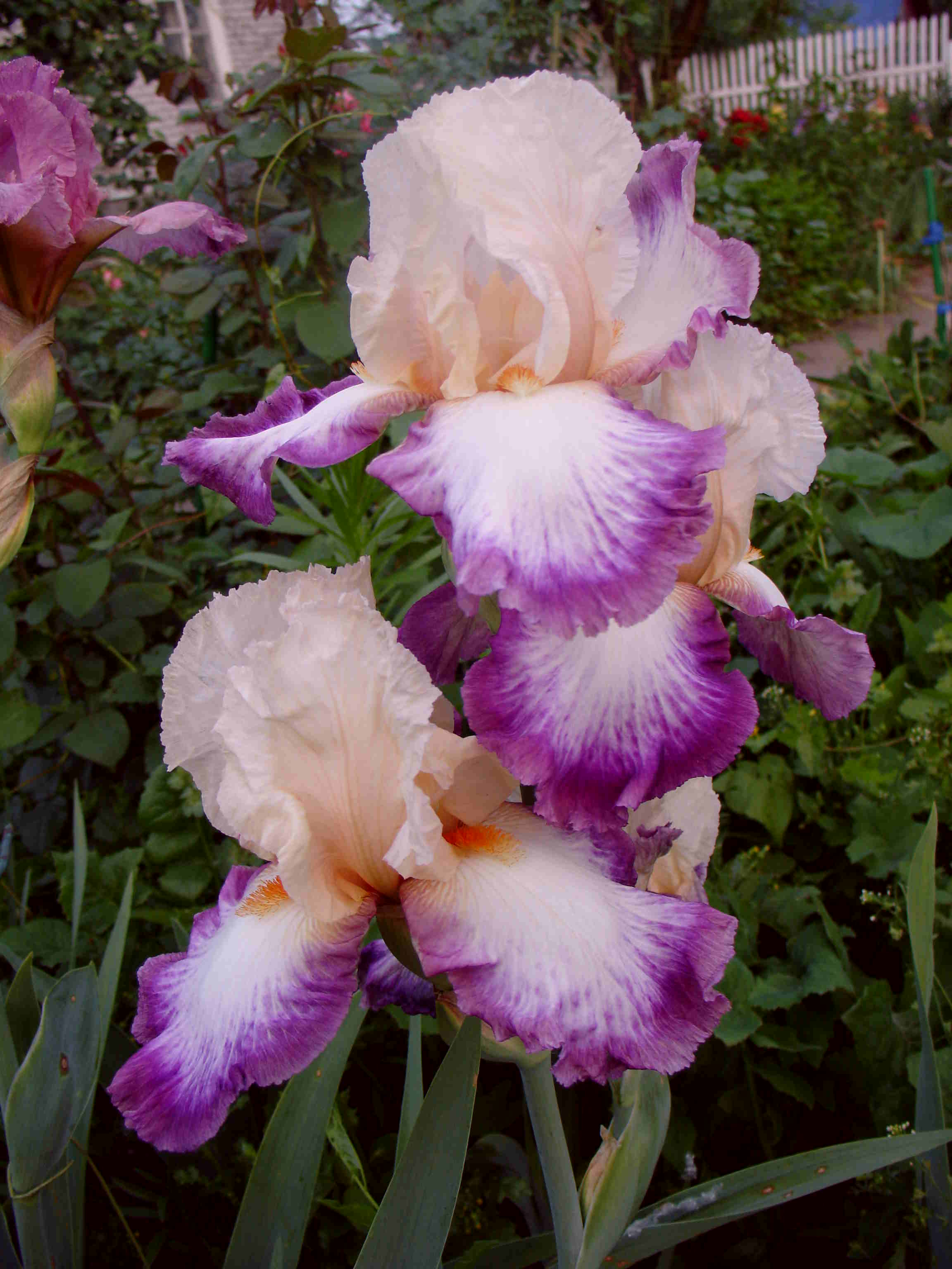 фотография N 03114 цветов ирисов в саду