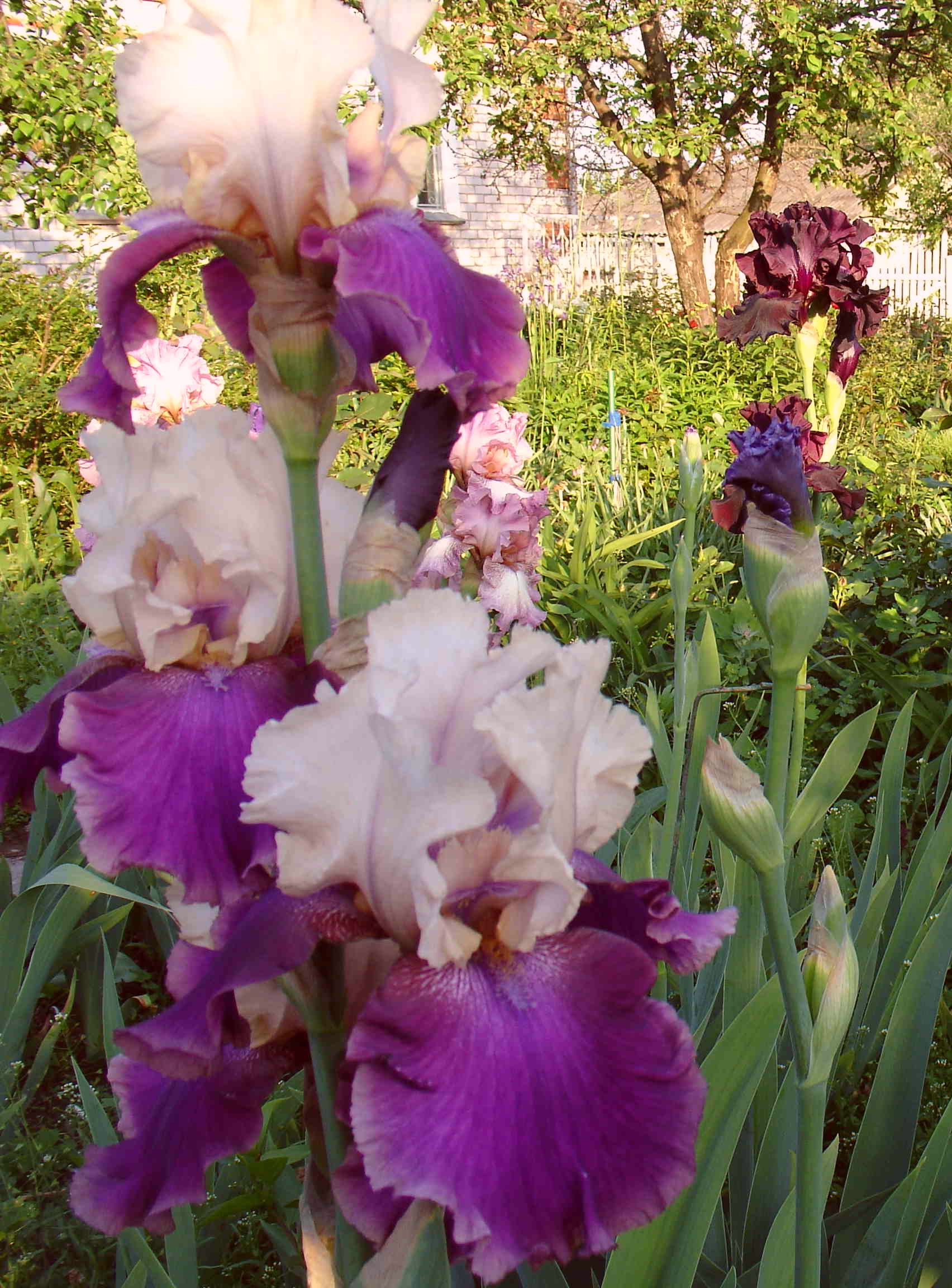 фотография N 02876 цветов ирисов в саду