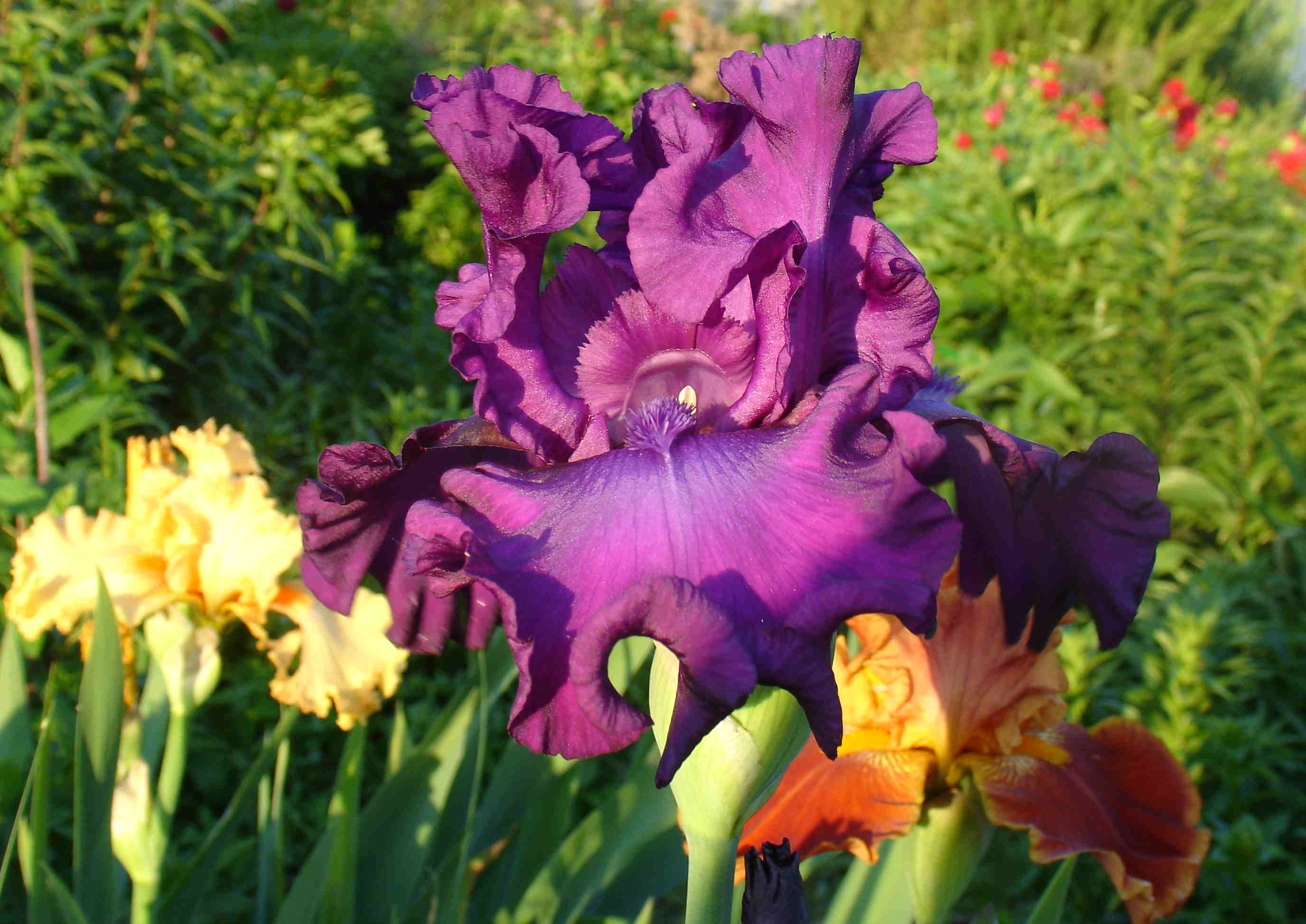фотография N 02881 цветов ирисов в саду