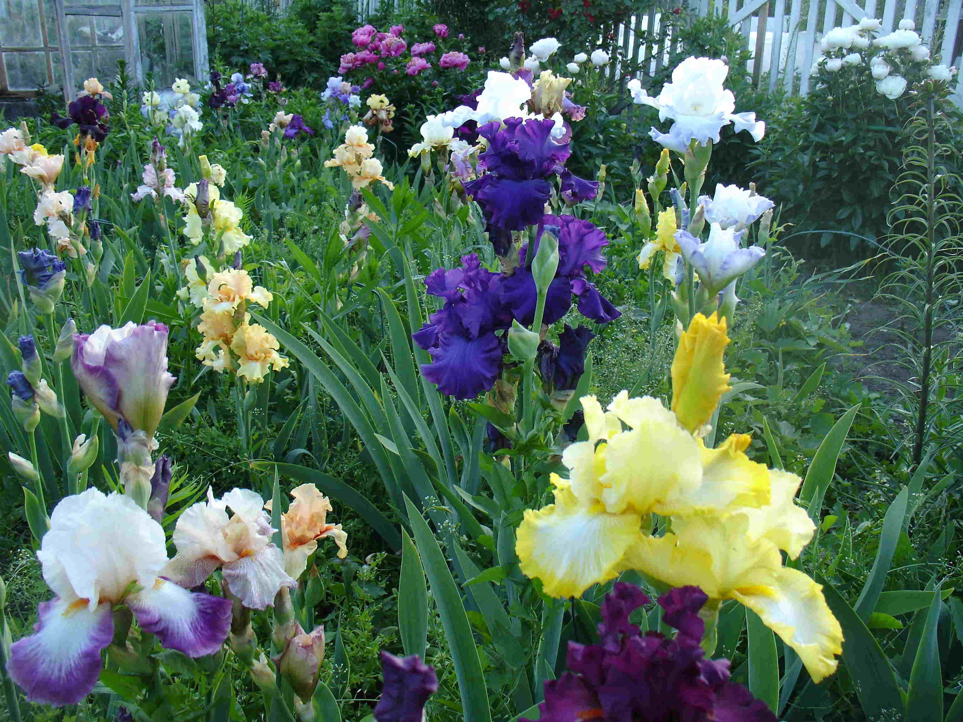 фотография N 3790 цветов ирисов в саду