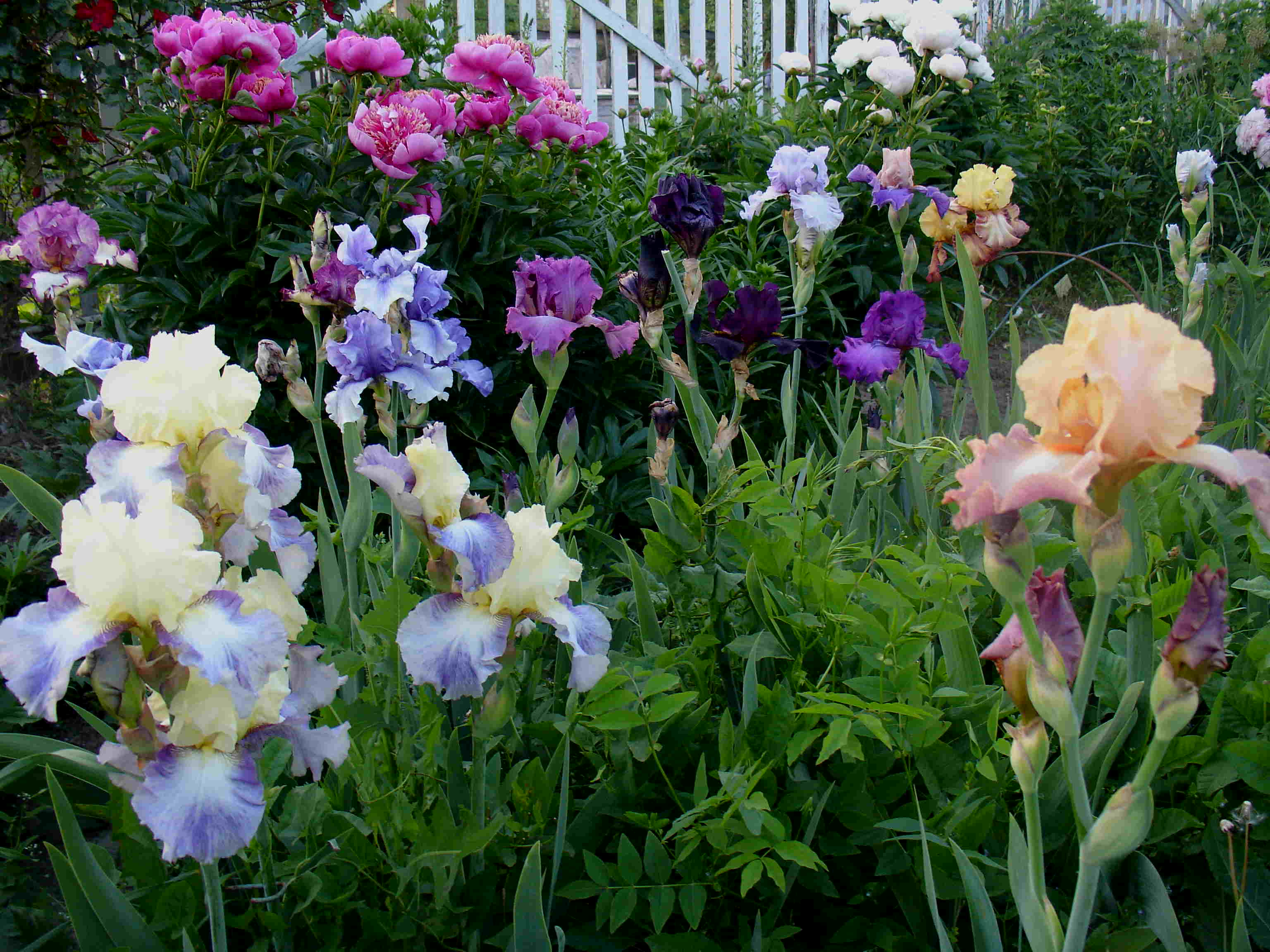 фотография N 3823 цветов ирисов в саду