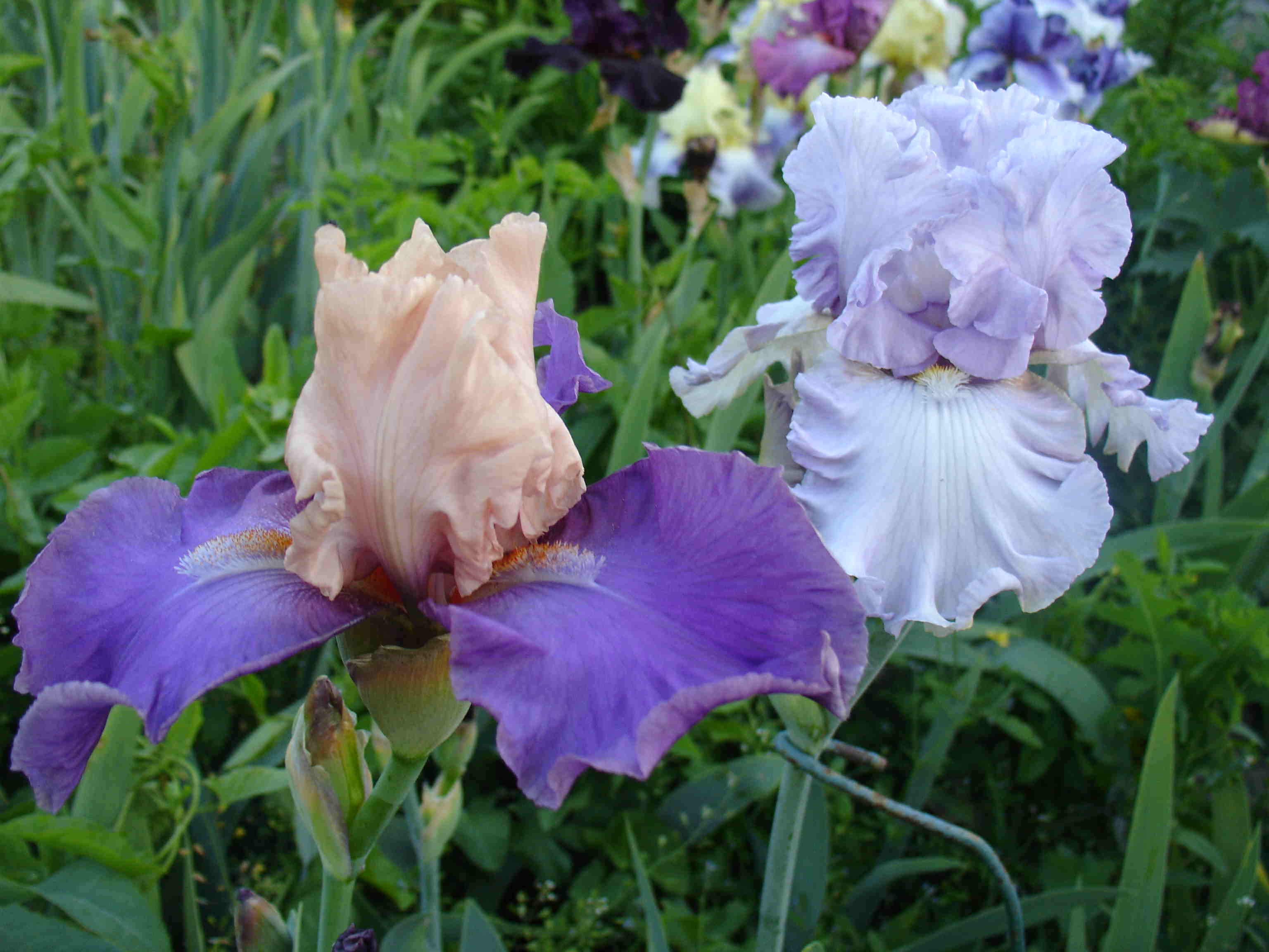 фотография N 3828 цветов ирисов в саду