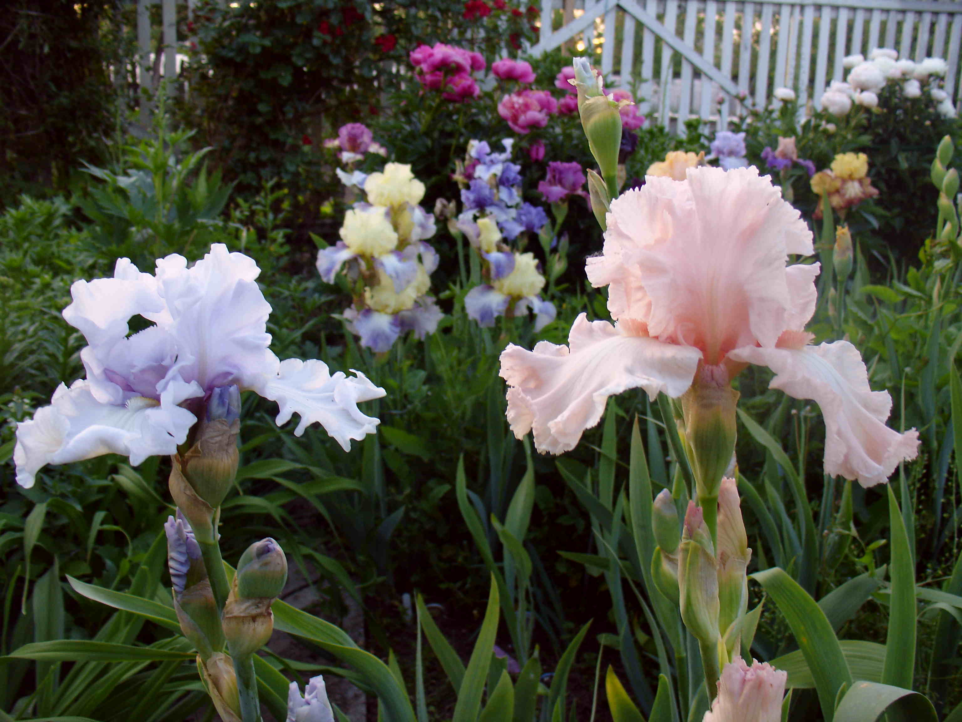 фотография N 3831 цветов ирисов в саду