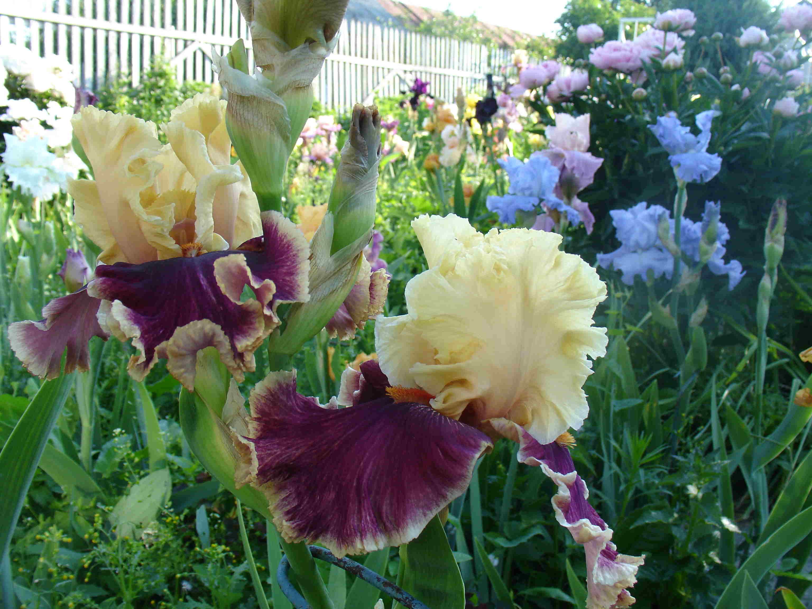 фотография N 3852 цветов ирисов в саду